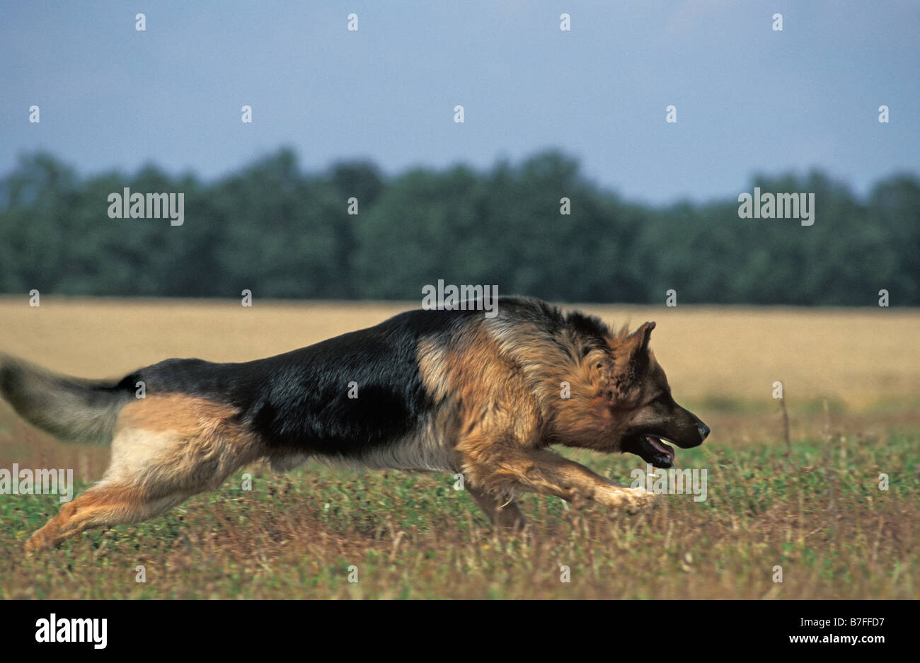 Berger allemand hi-res stock photography and images - Alamy, image size:1300x937