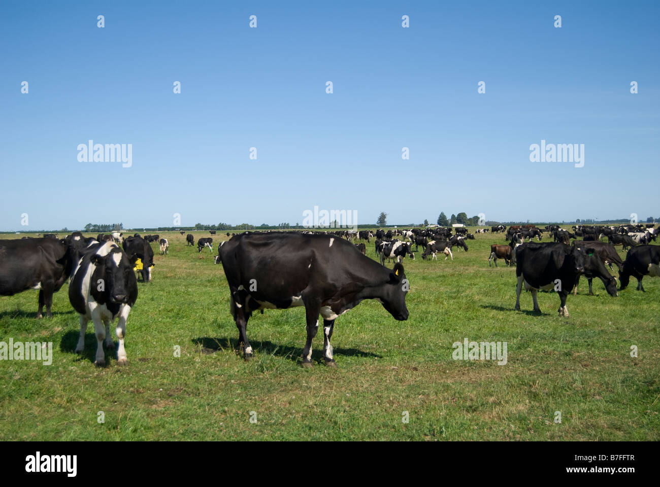 Fresian dairy cows in field, near Ashburton, Canterbury, New Zealand Stock Photo