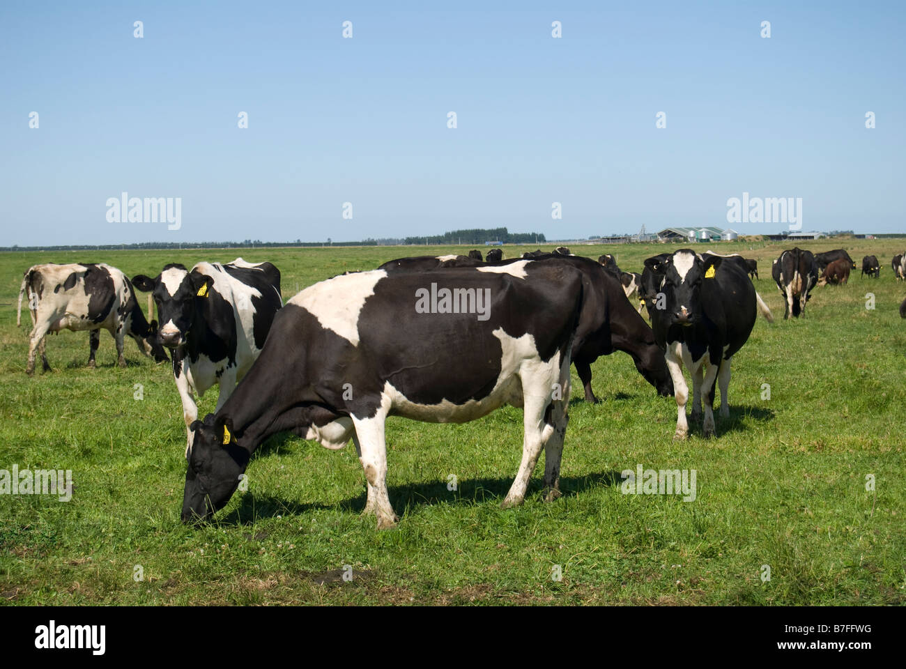 Friesian dairy cows in field, near Ashburton, Canterbury, New Zealand Stock Photo