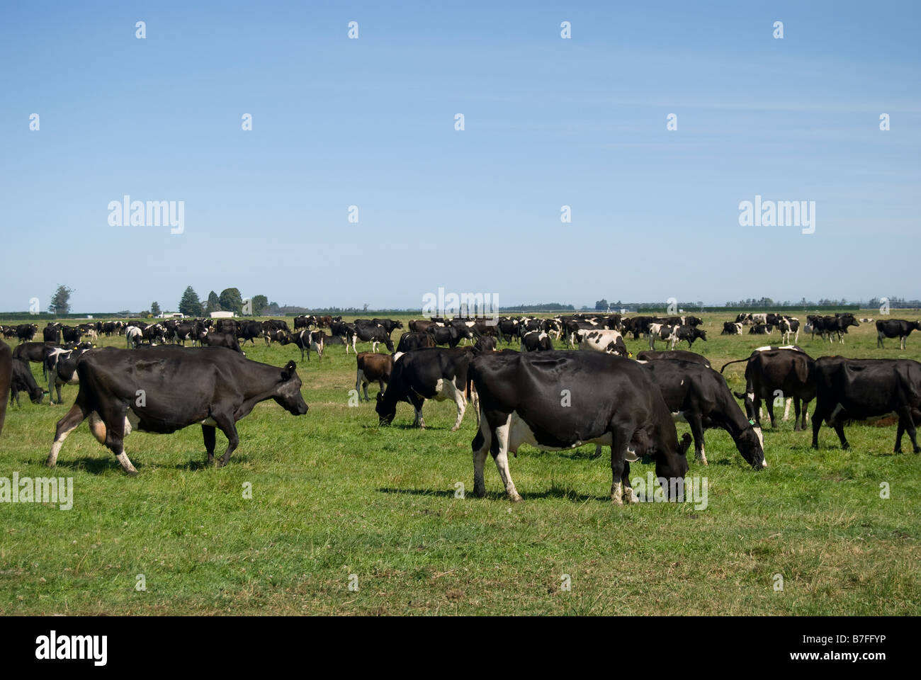 Friesian dairy cows in field, Near Ashburton, Canterbury, New Zealand Stock Photo