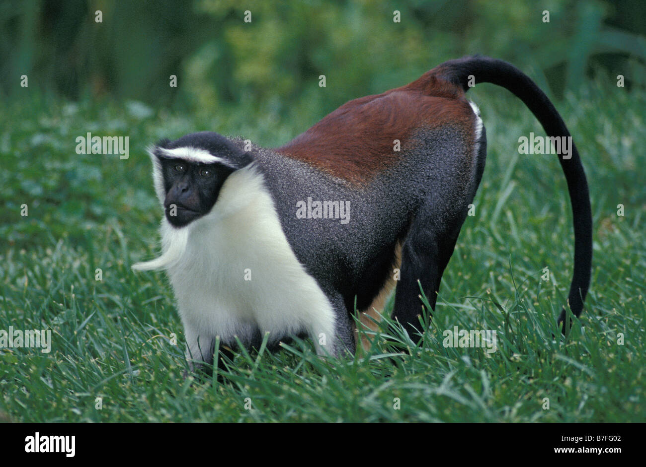 Dianameerkatze Diana Meerkatze Cercopithecus diana cercopitheque de diane Diana Monkey searching for insects in the grass Affen Stock Photo