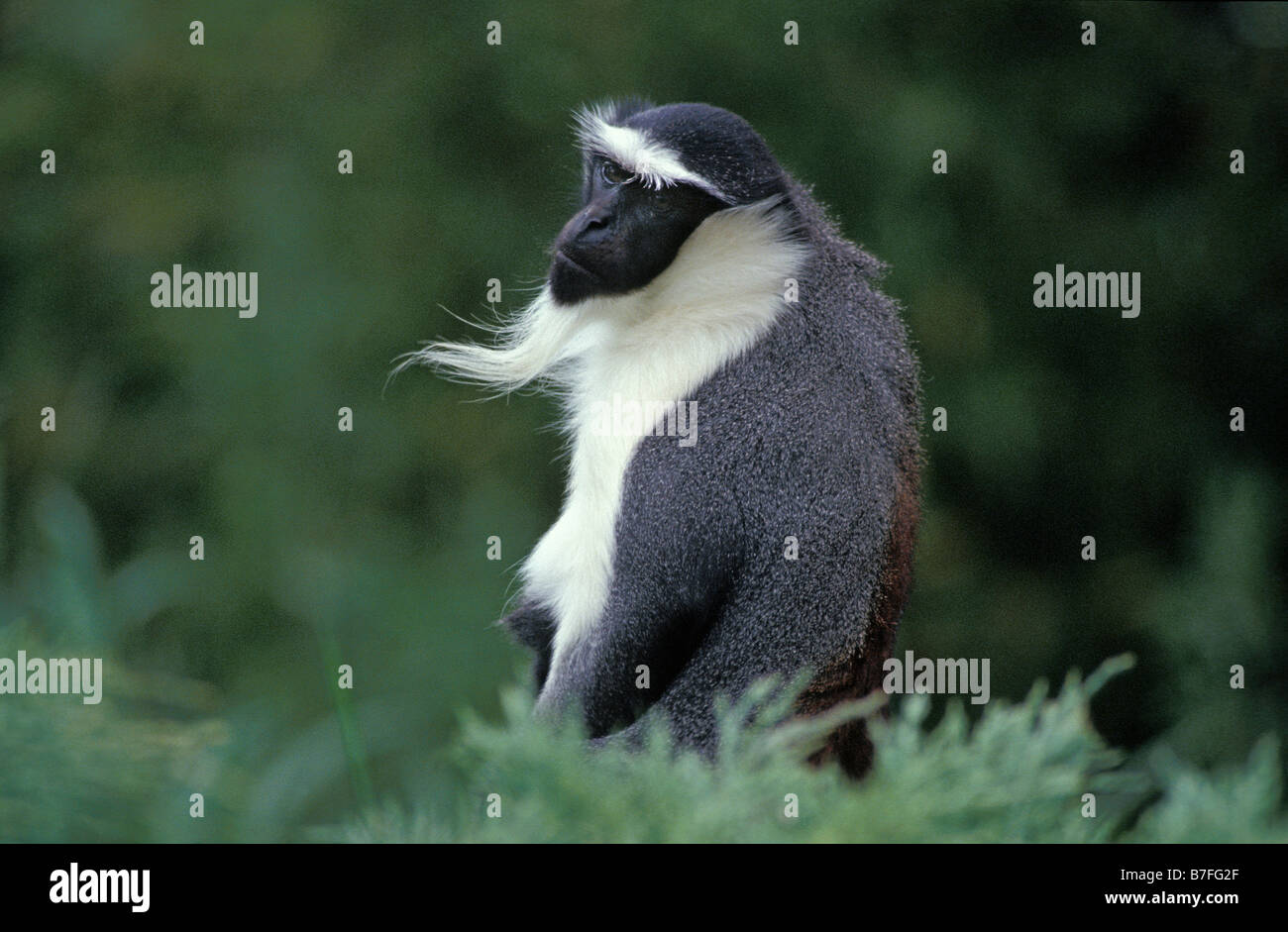 Dianameerkatze Diana Meerkatze Cercopithecus diana cercopitheque de diane Diana Monkey searching for insects in the grass Affen Stock Photo