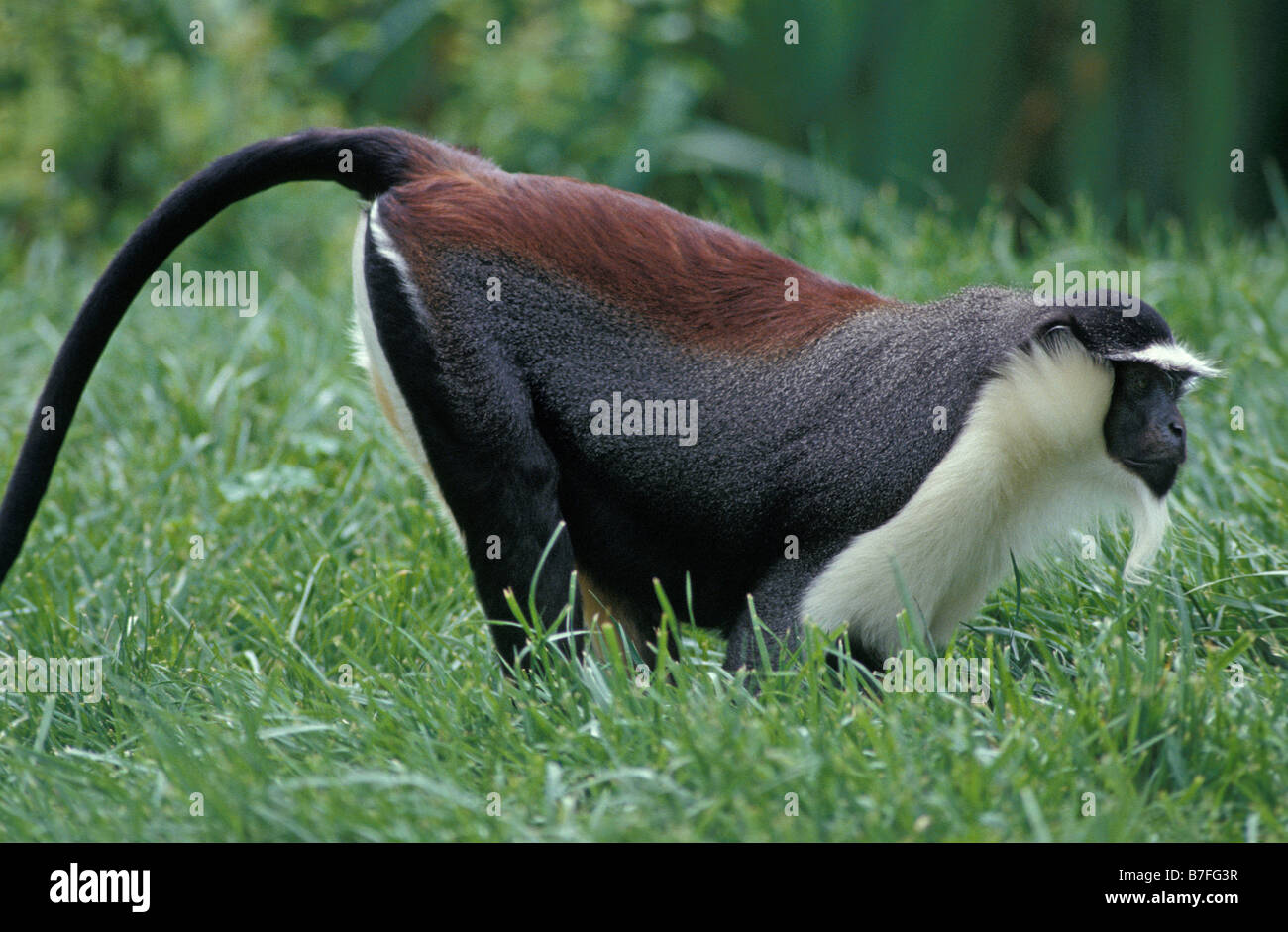 Dianameerkatze Diana Meerkatze Cercopithecus diana cercopitheque de diane Diana Monkey searching for insects in the grass Affen Stock Photo