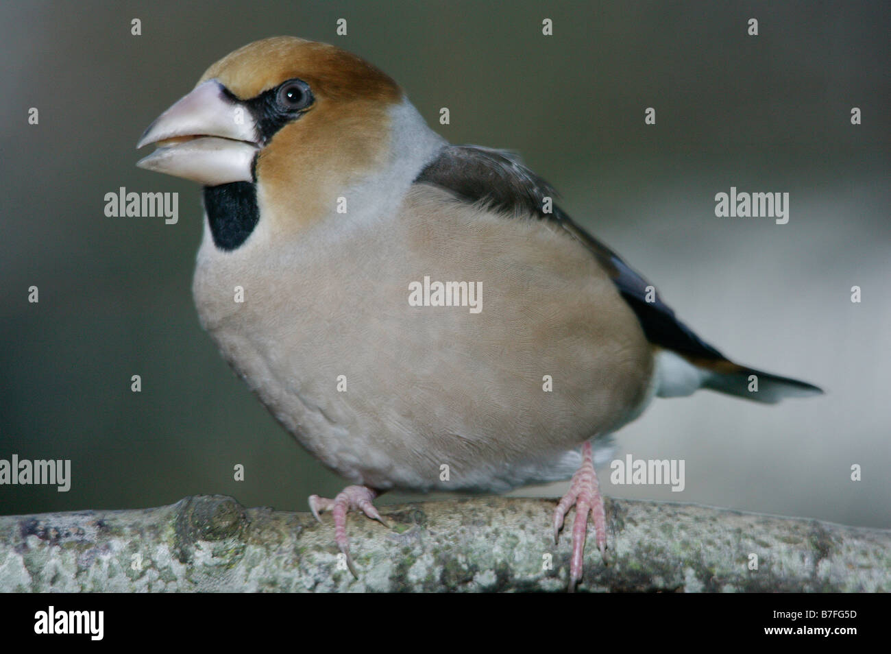 gros bec Kernbeisser Hawfinch Coccothraustes coccothraustes perched on a twig in winter animals Aves birds Europa Europe finches Stock Photo