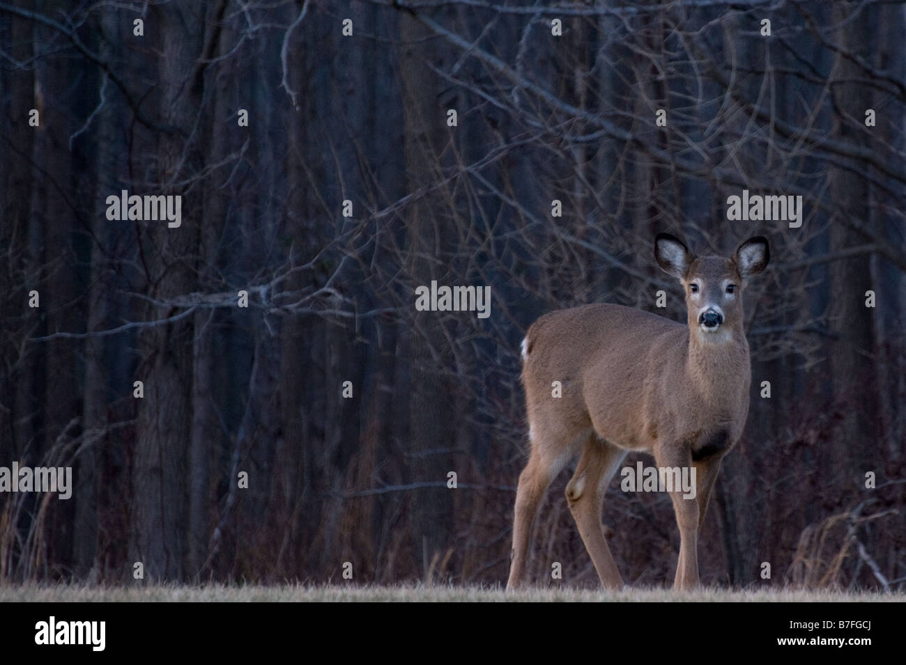 Deer in the woods Stock Photo