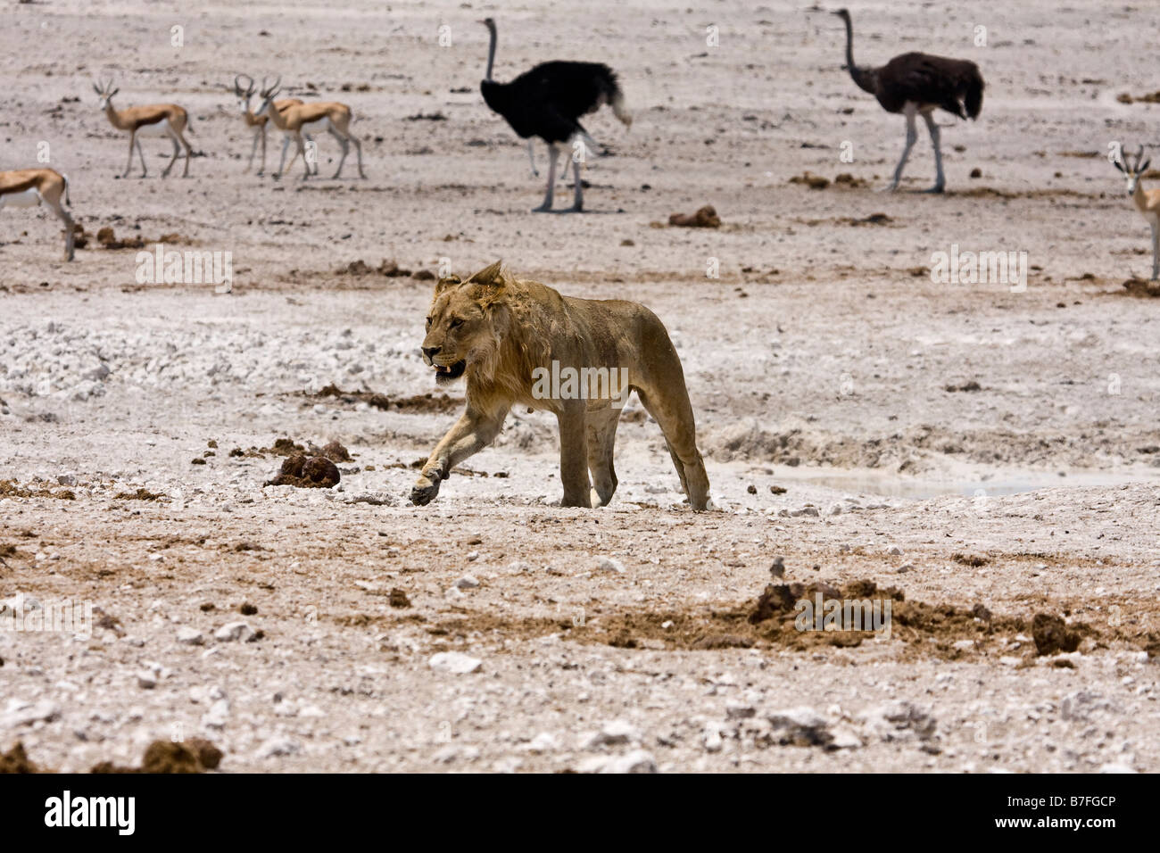 lion prowling at waterhole Stock Photo