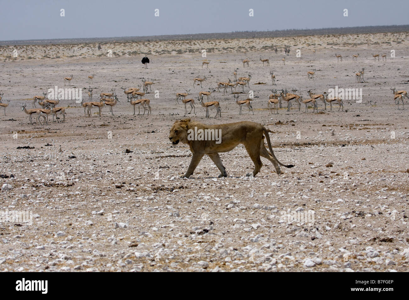 herd of springbok watch fearfully as lion walks past Stock Photo