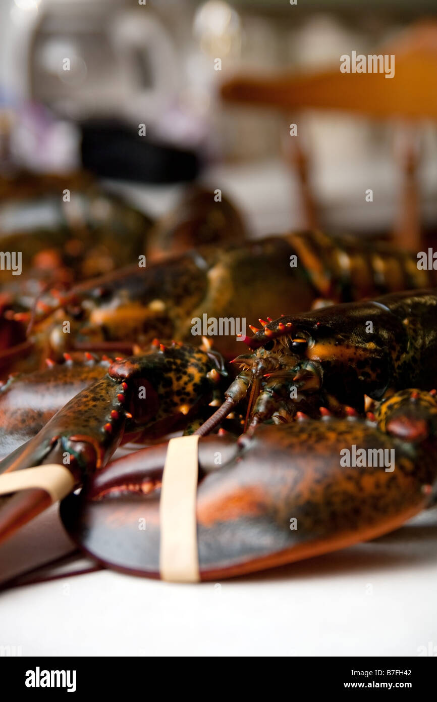 Live Maine Lobster Stock Photo Alamy