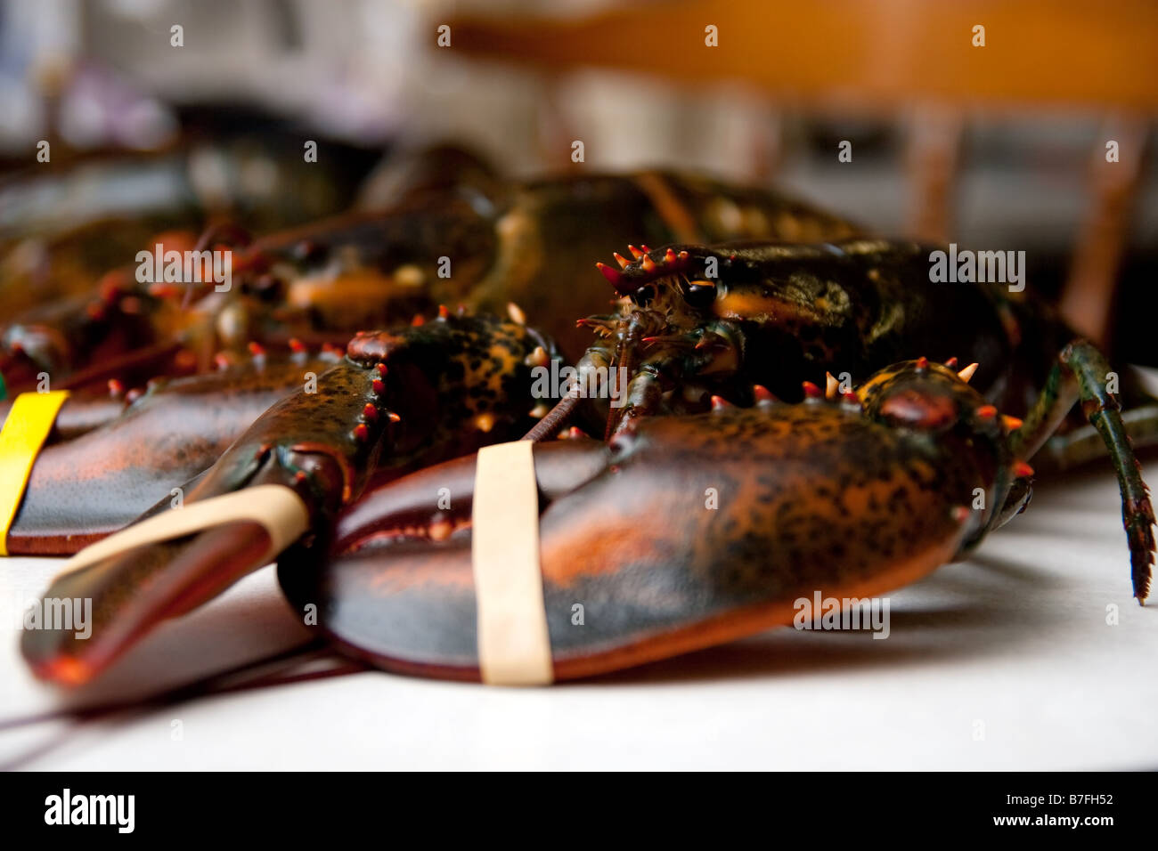 Live Maine Lobster Stock Photo Alamy