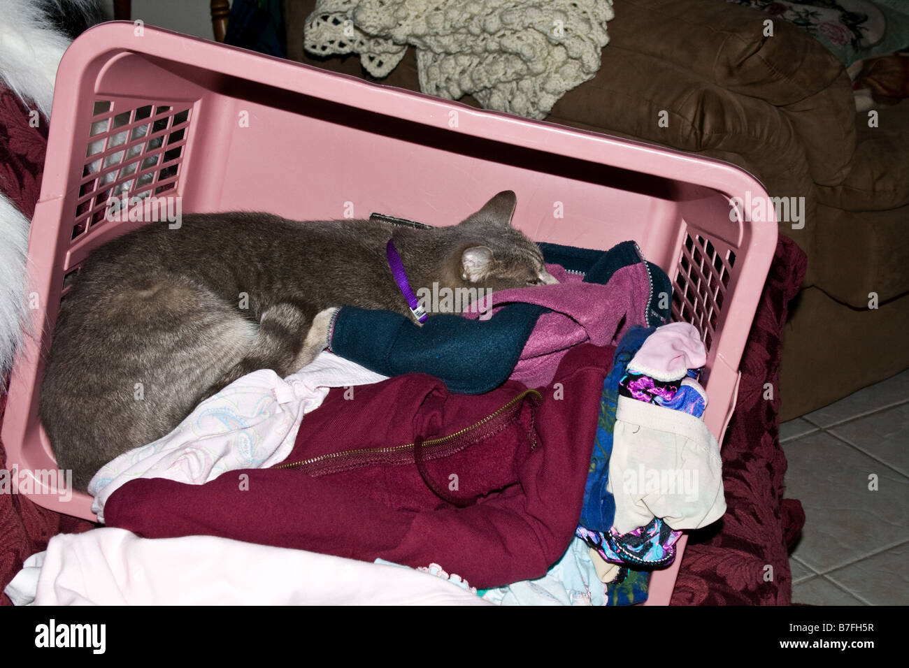 Cat sleeping among the clothes in an overturned laundry basket Stock