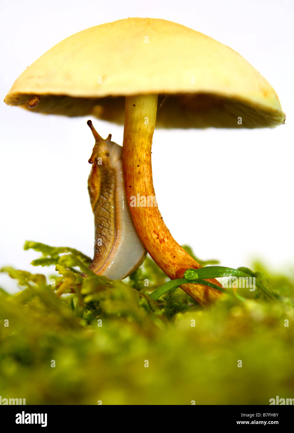 Yellow-bordered Taildropper land slug (Prophysaon foliolatum), 5 cm; Little Gym mushroom (Gymnopilus penetrans), real fairy tale Stock Photo