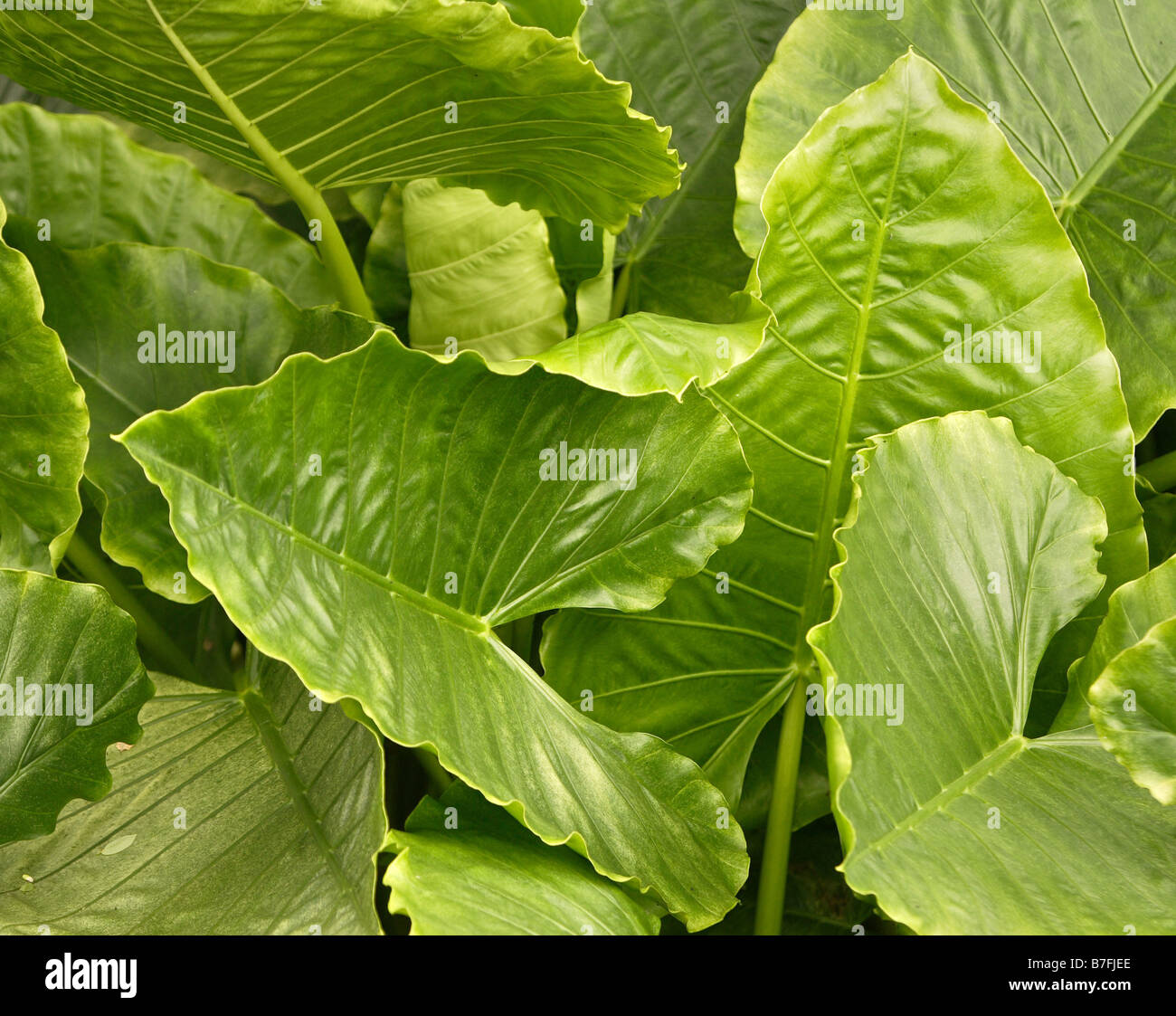 Why Are Plant Leaves Broad At Michael Wing Blog Why Are Plant Leaves Broad At Michael Wing Blog