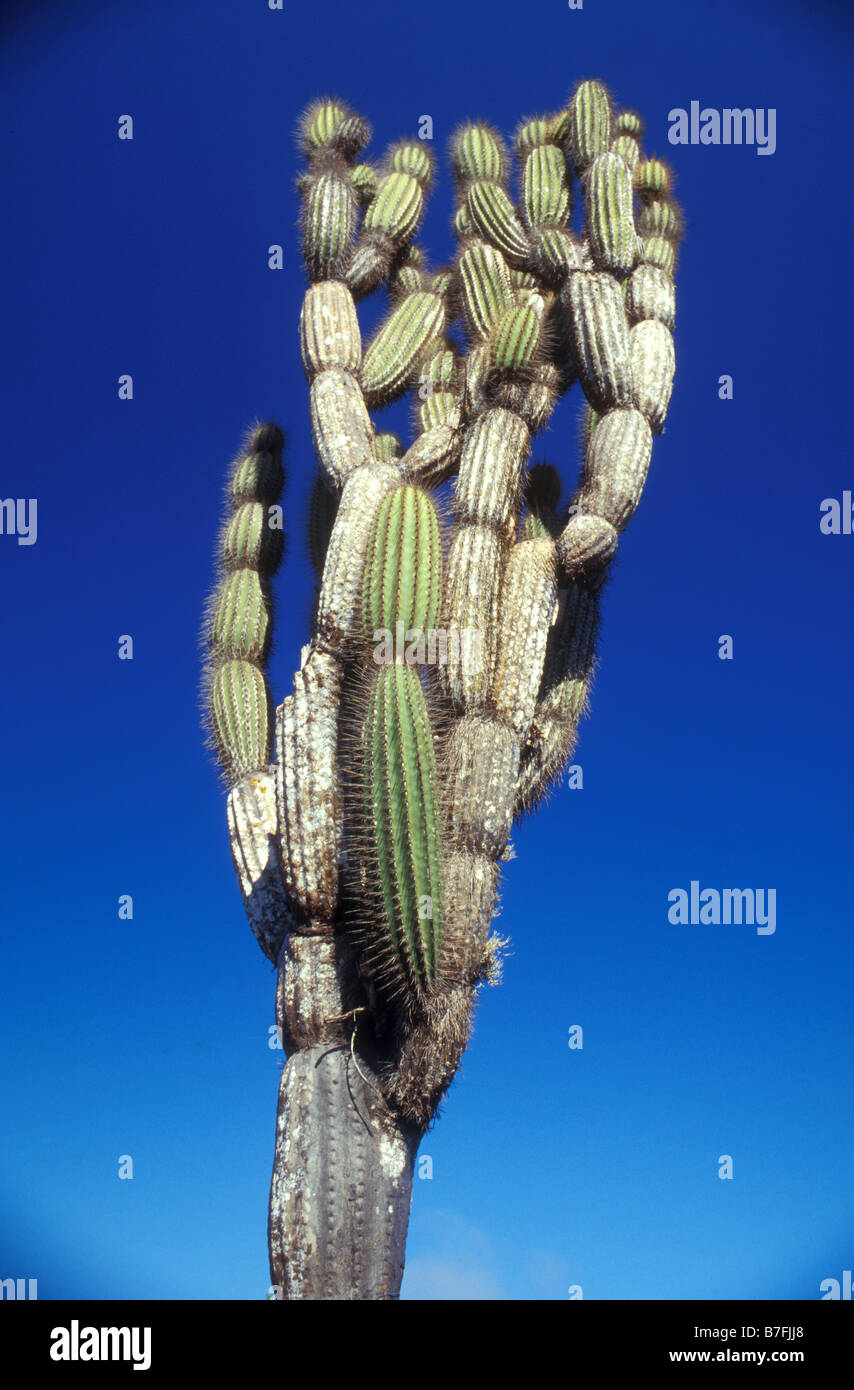 Galapagos ecuador hi-res stock photography and images - Alamy