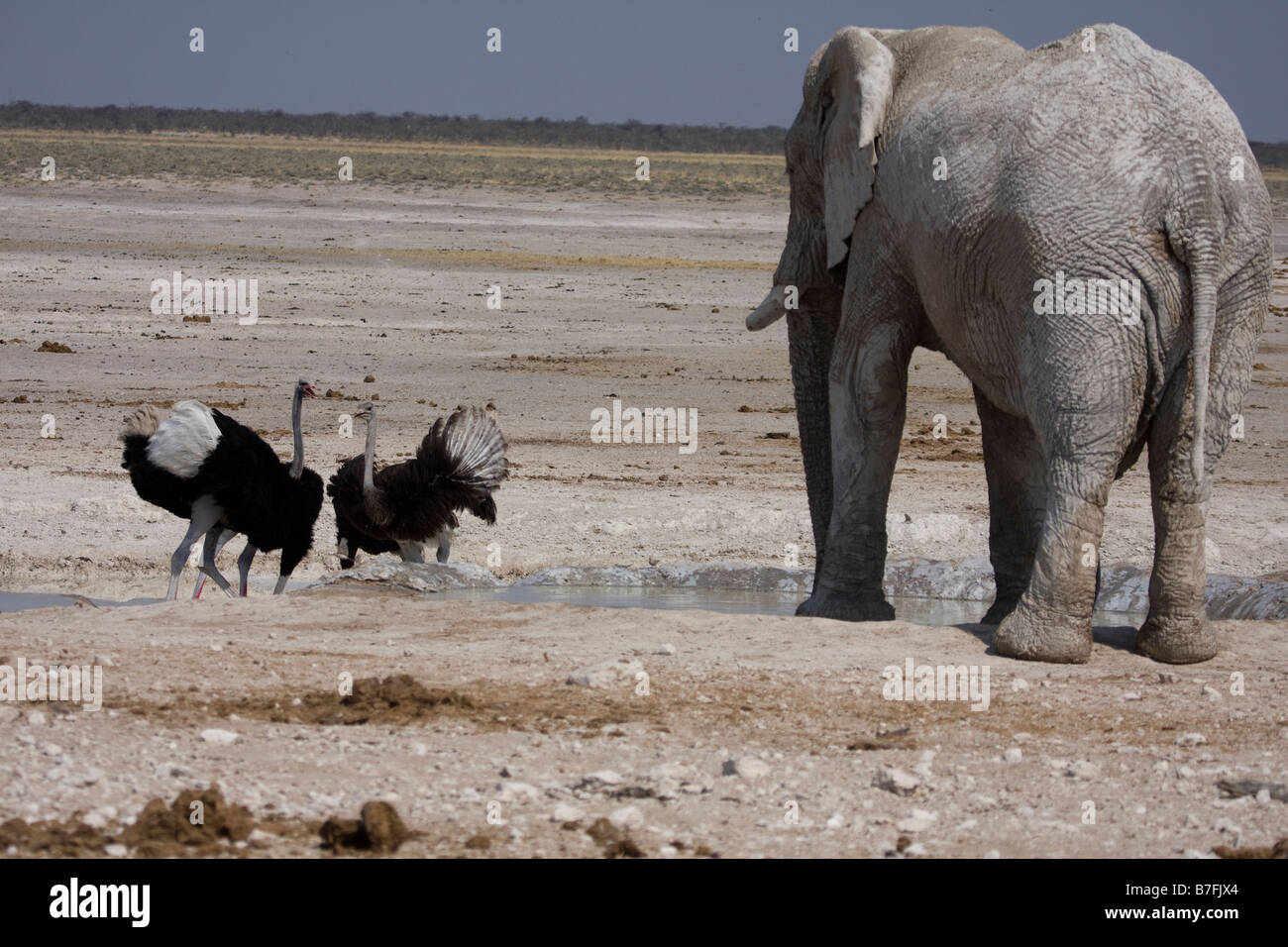 Elephant and Ostriches at Nomians waterhole Stock Photo - Alamy