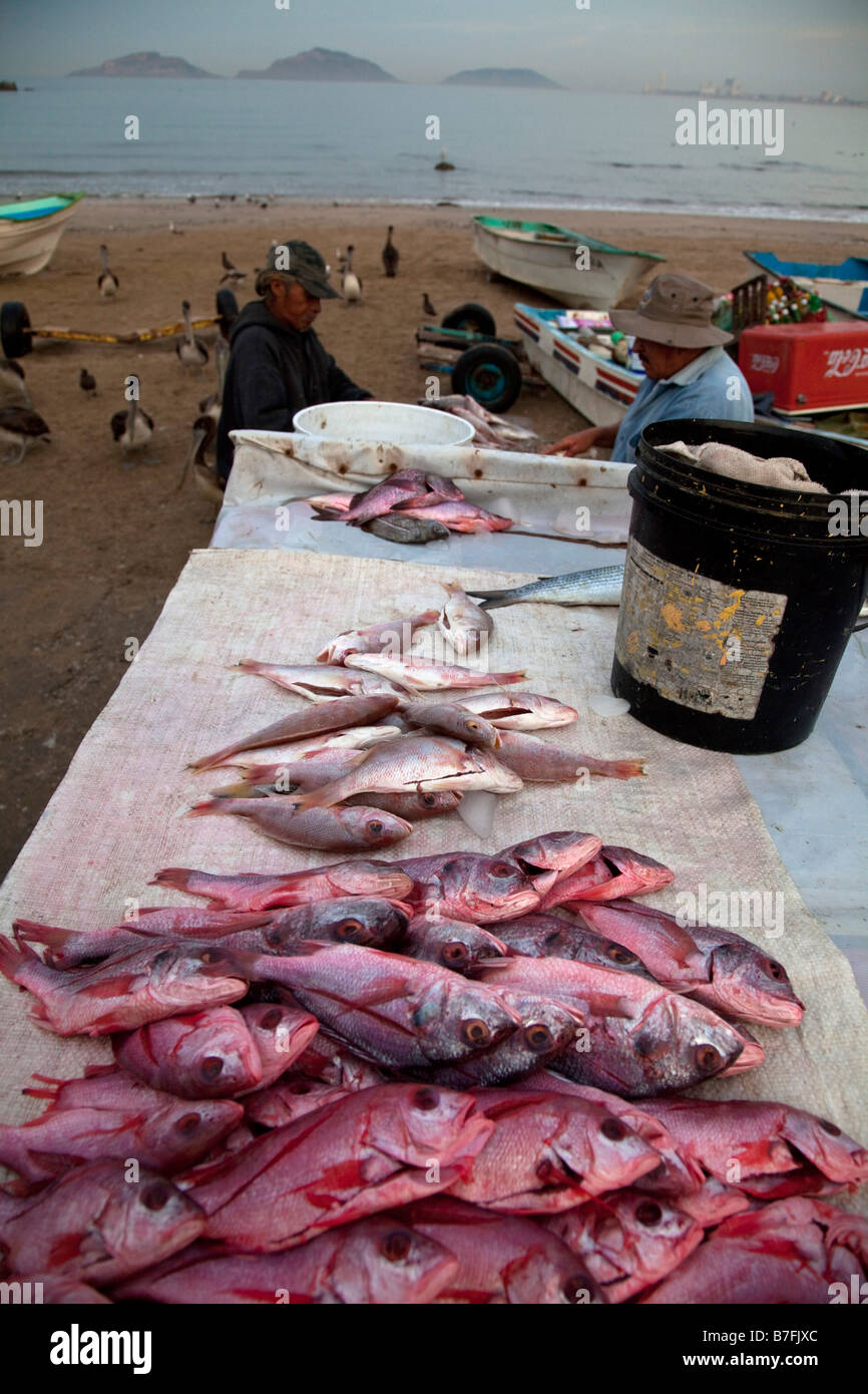 Fish Market Old Town Mazatlan Sonora Mexico Stock Photo Alamy