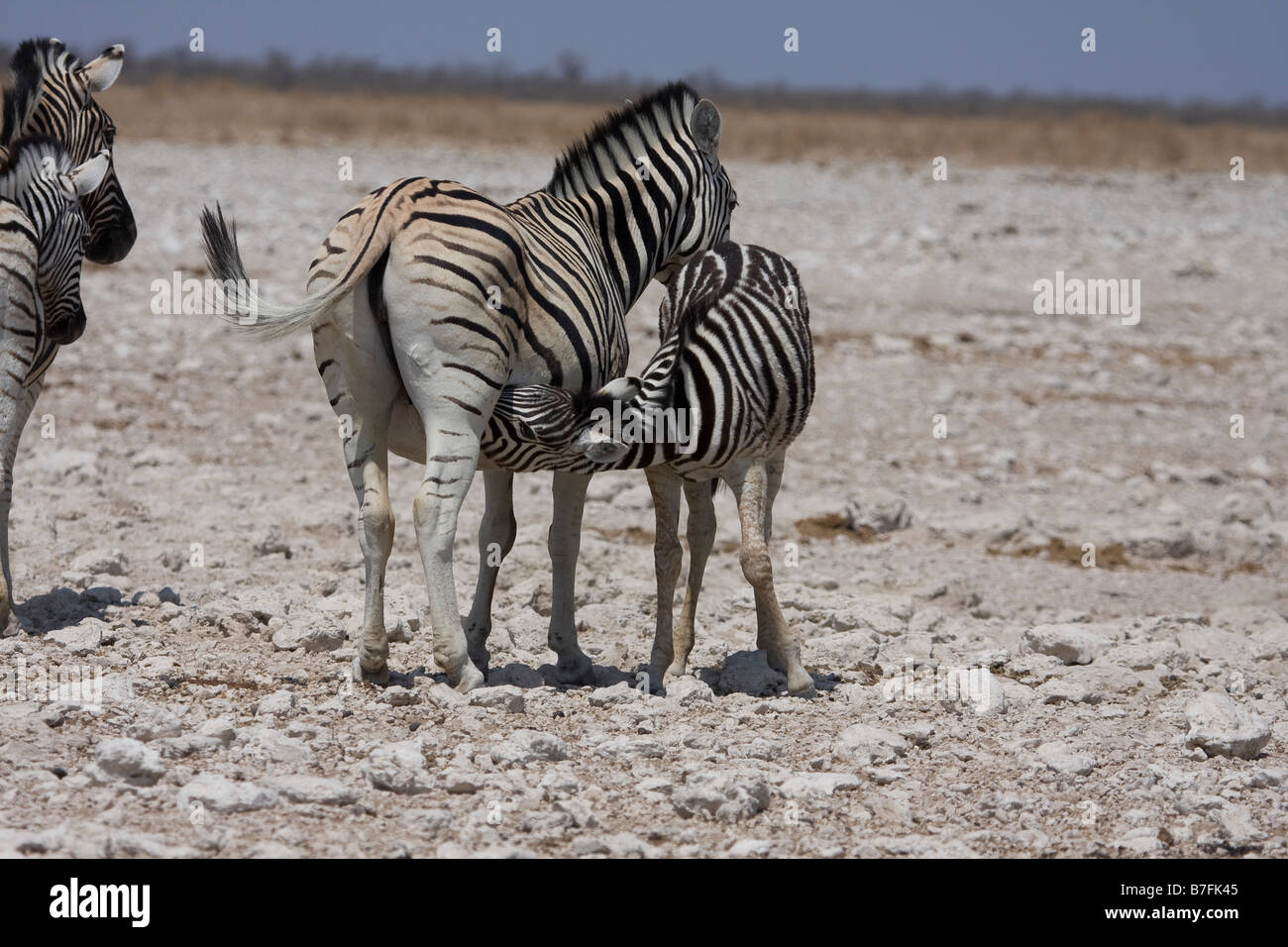 Burchell's calf feeding Etosha national park Stock Photo