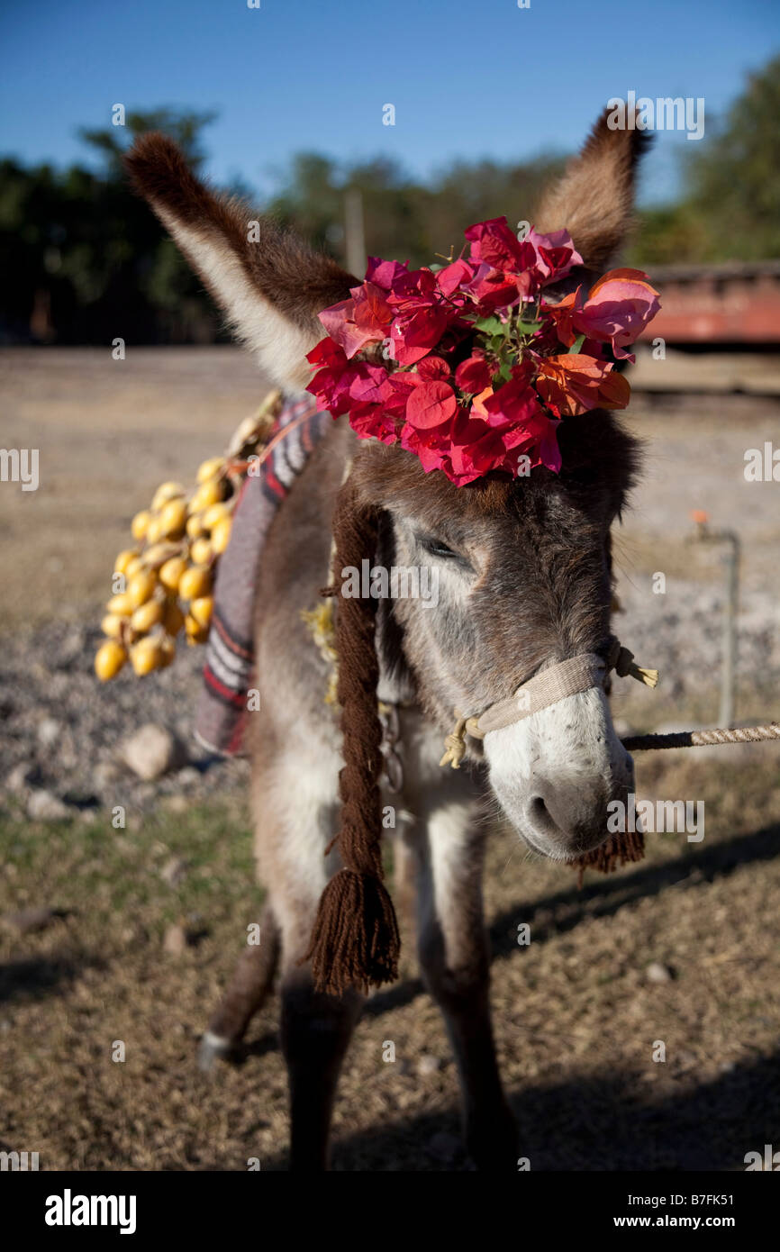 Donkey Burro El Fuerte Sinaloa Mexico Stock Photo