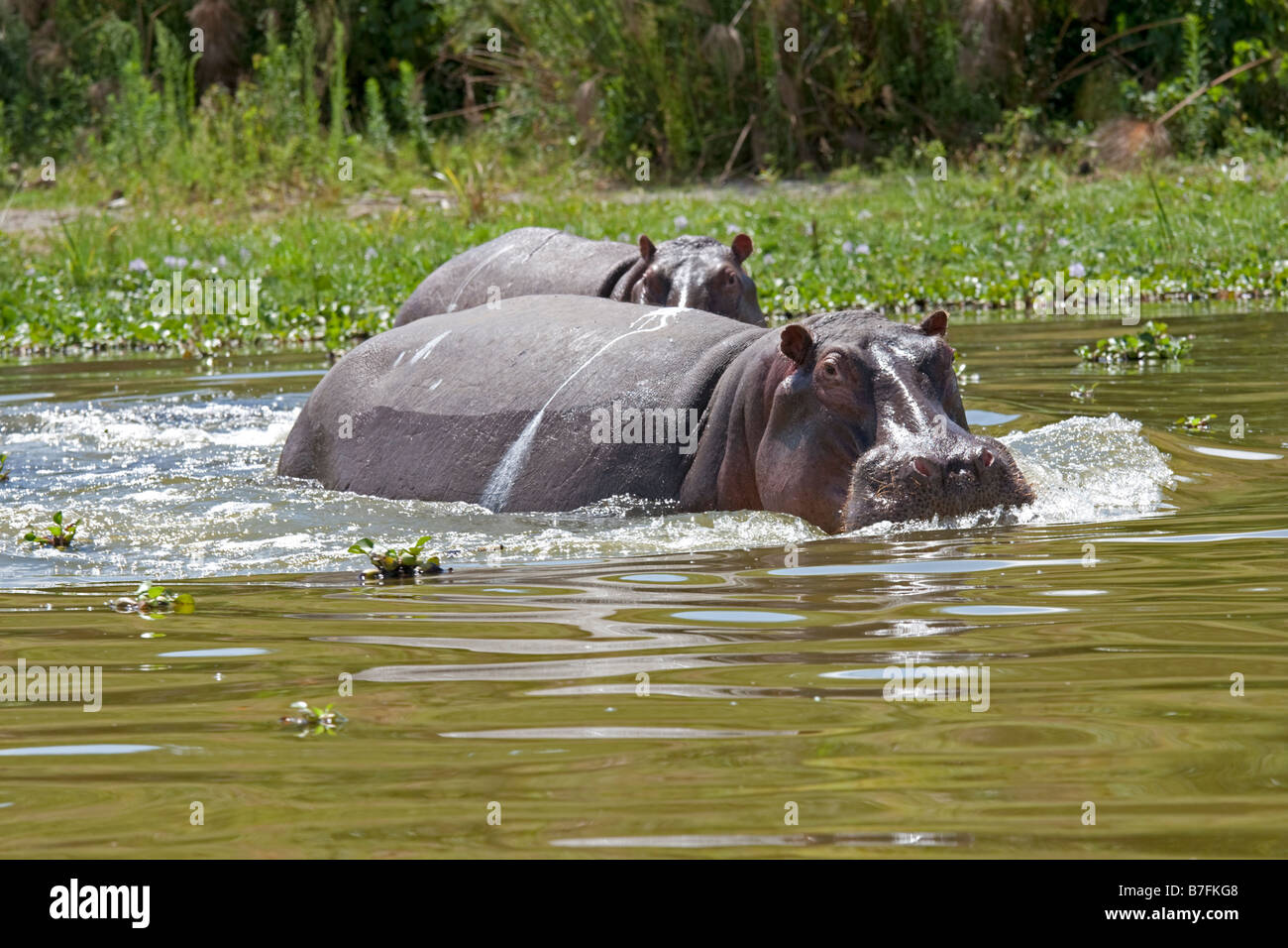 Angry Hippopotamus amphibius Lake Naivasha Kenya Stock Photo