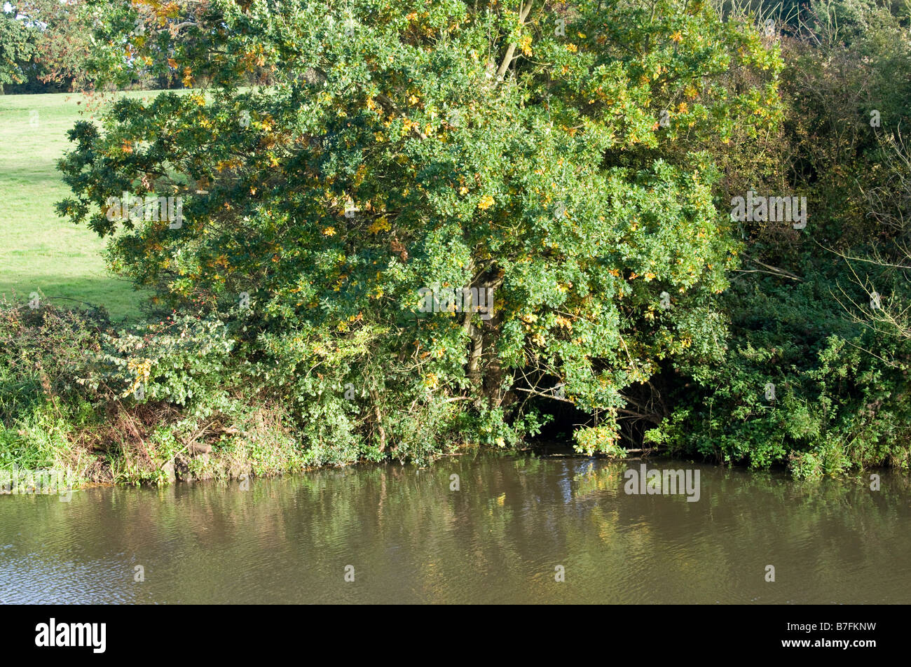 The banks of a river with bushes and trees Stock Photo - Alamy