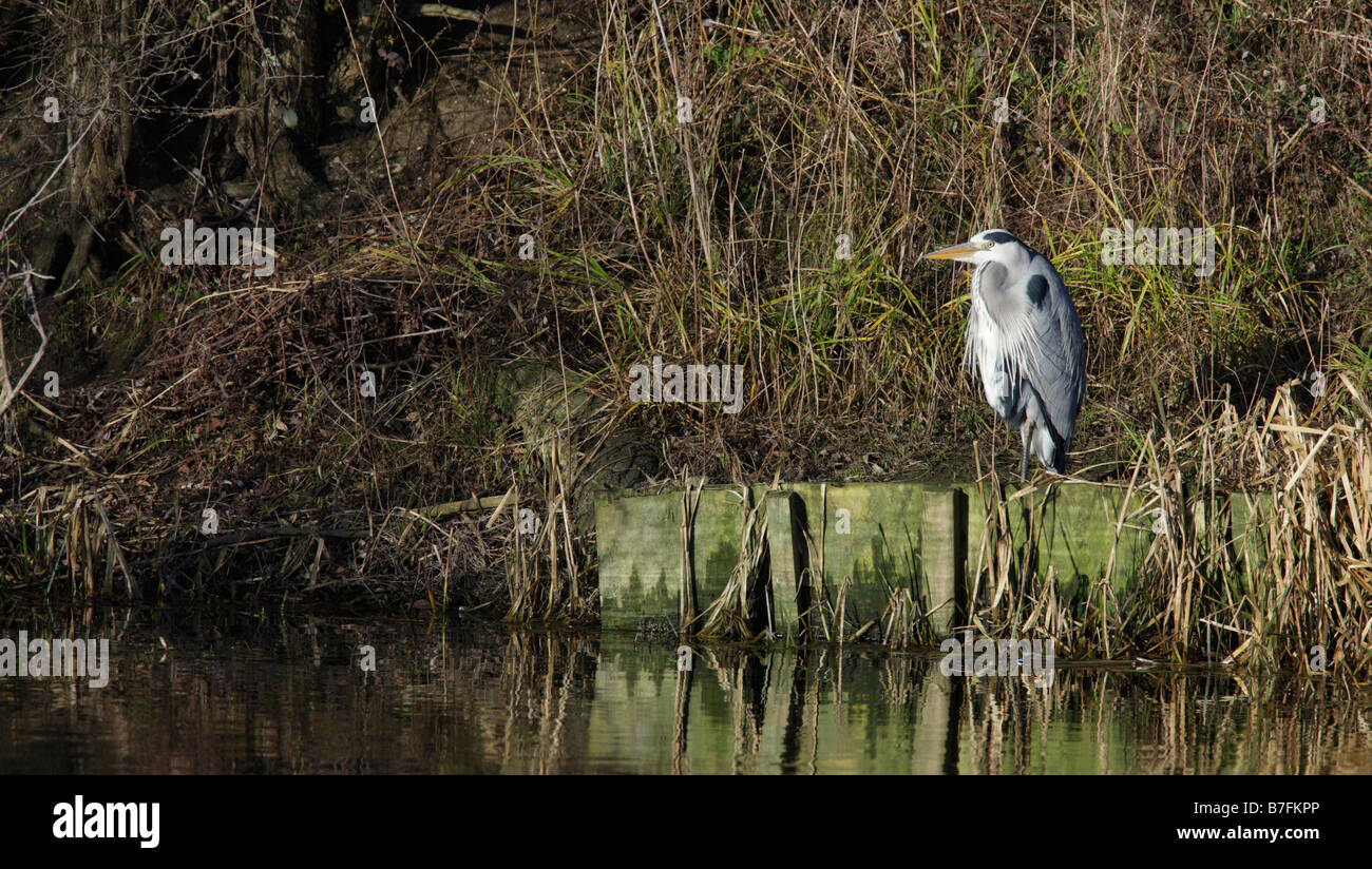 Grey Heron Ardea cinerea fishing by river Stock Photo