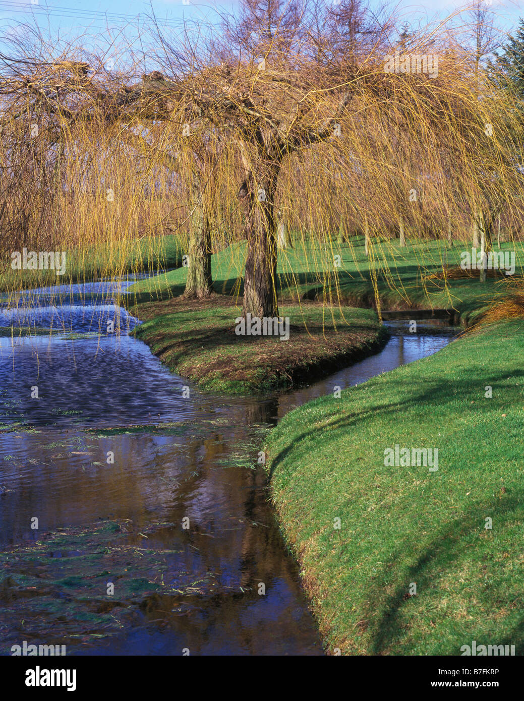 LARGE NATURAL POND WITH WEEPING WILLOWS Stock Photo Alamy