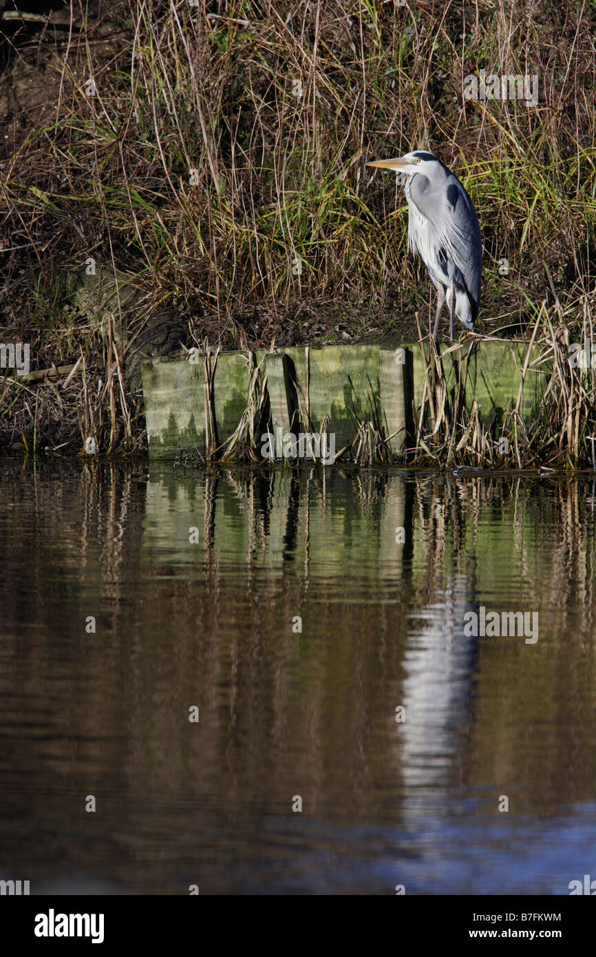 Grey Heron Ardea cinerea fishing by river with reflection Stock Photo