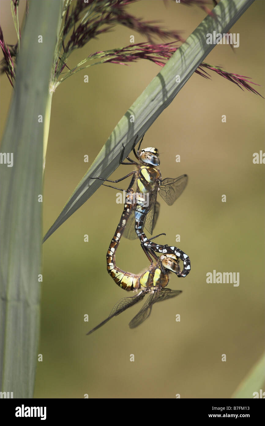 Migrant Hawkers mating Stock Photo