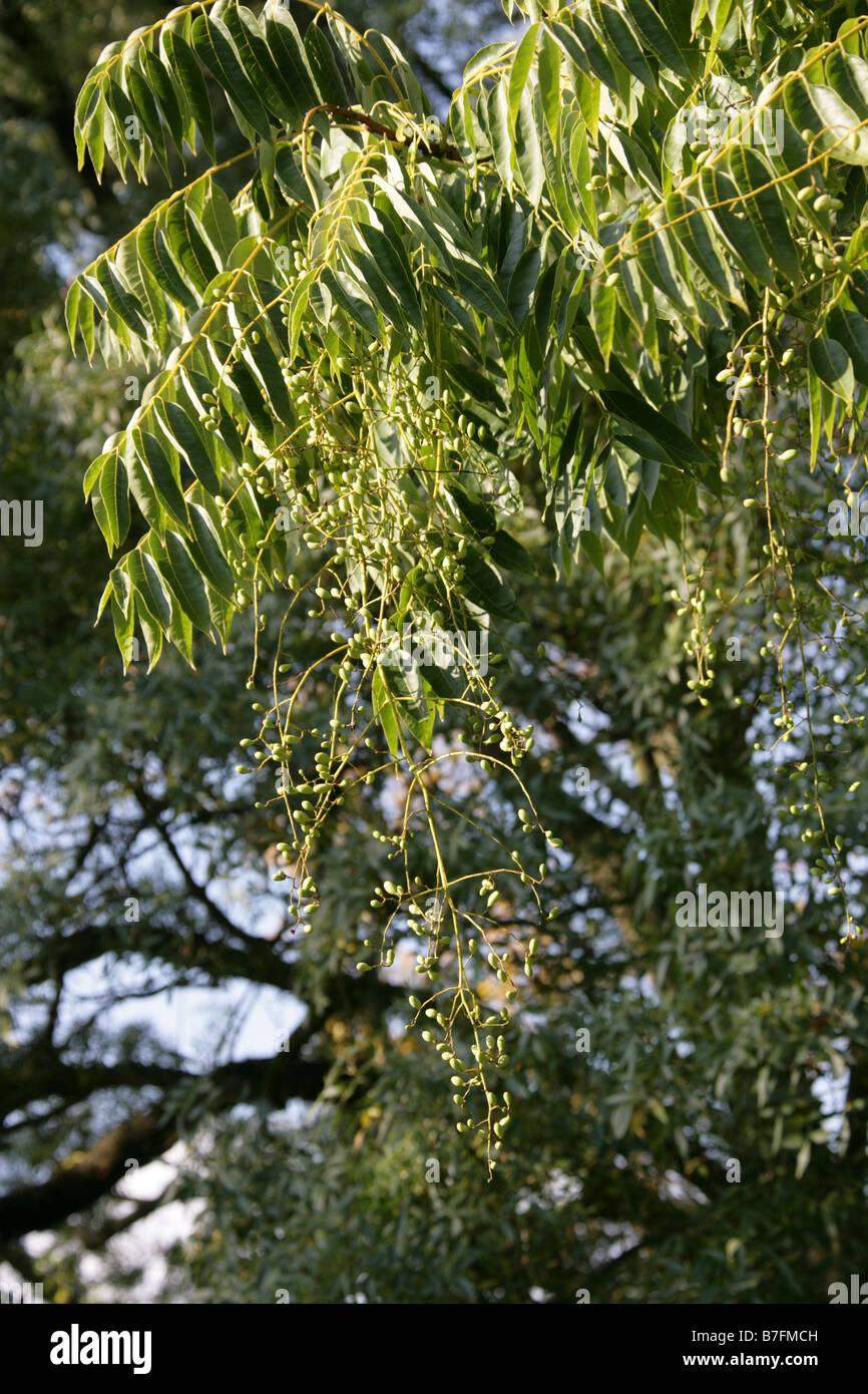 Chinese Cedar aka Chinese Mahogany, Chinese Toon, or Red Toon, Toona sinensis, China Stock Photo