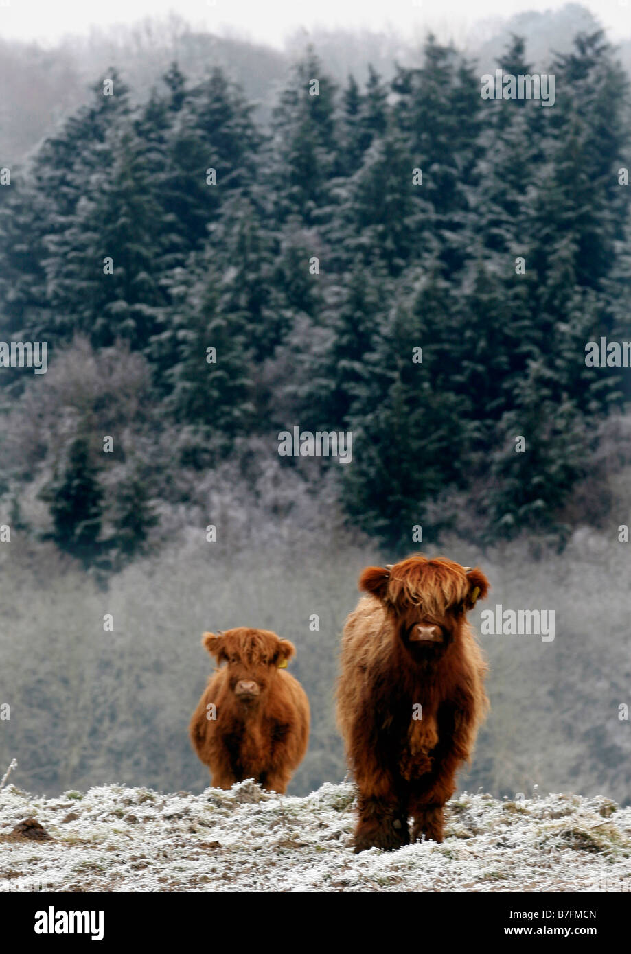 Highland cows on a cold morning in Kent. Stock Photo