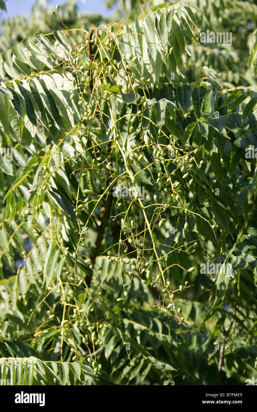 Chinese Cedar Toona sinensis China Stock Photo