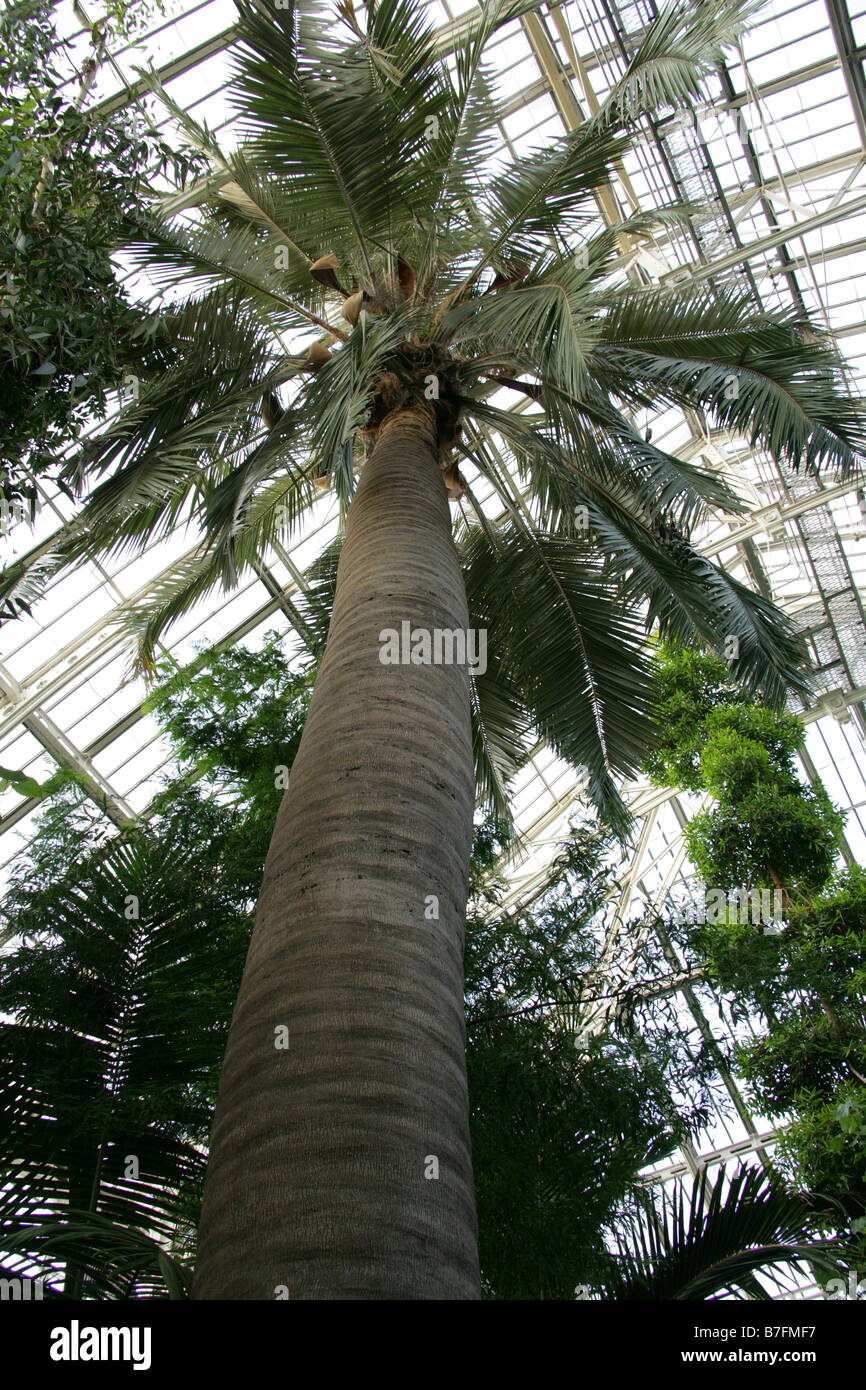 Chilean Wine Palm, Jubaea chilensis Stock Photo