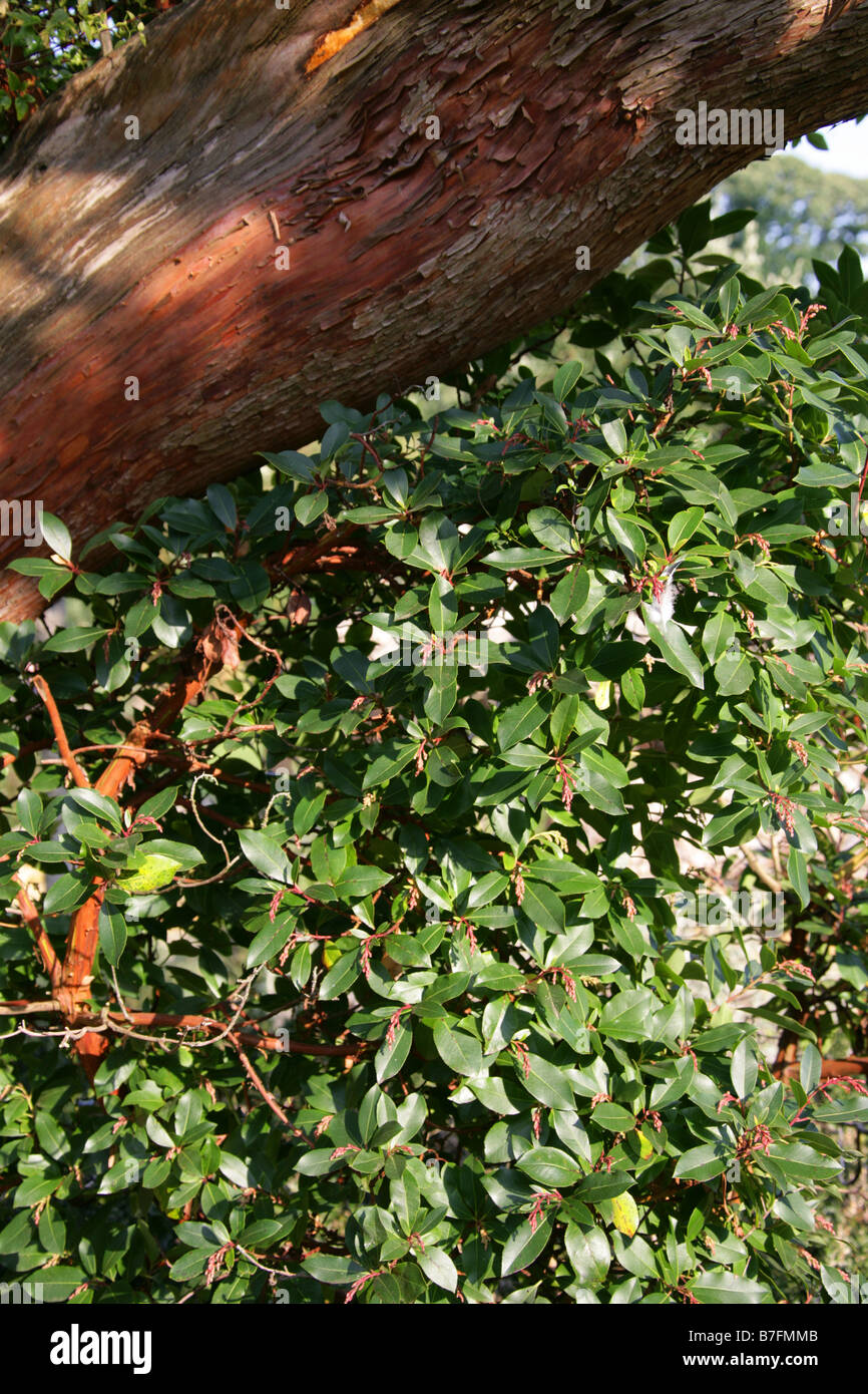 Hybrid Strawberry Tree Arbutus x Andrachnoides S E Europe W Asia Stock Photo
