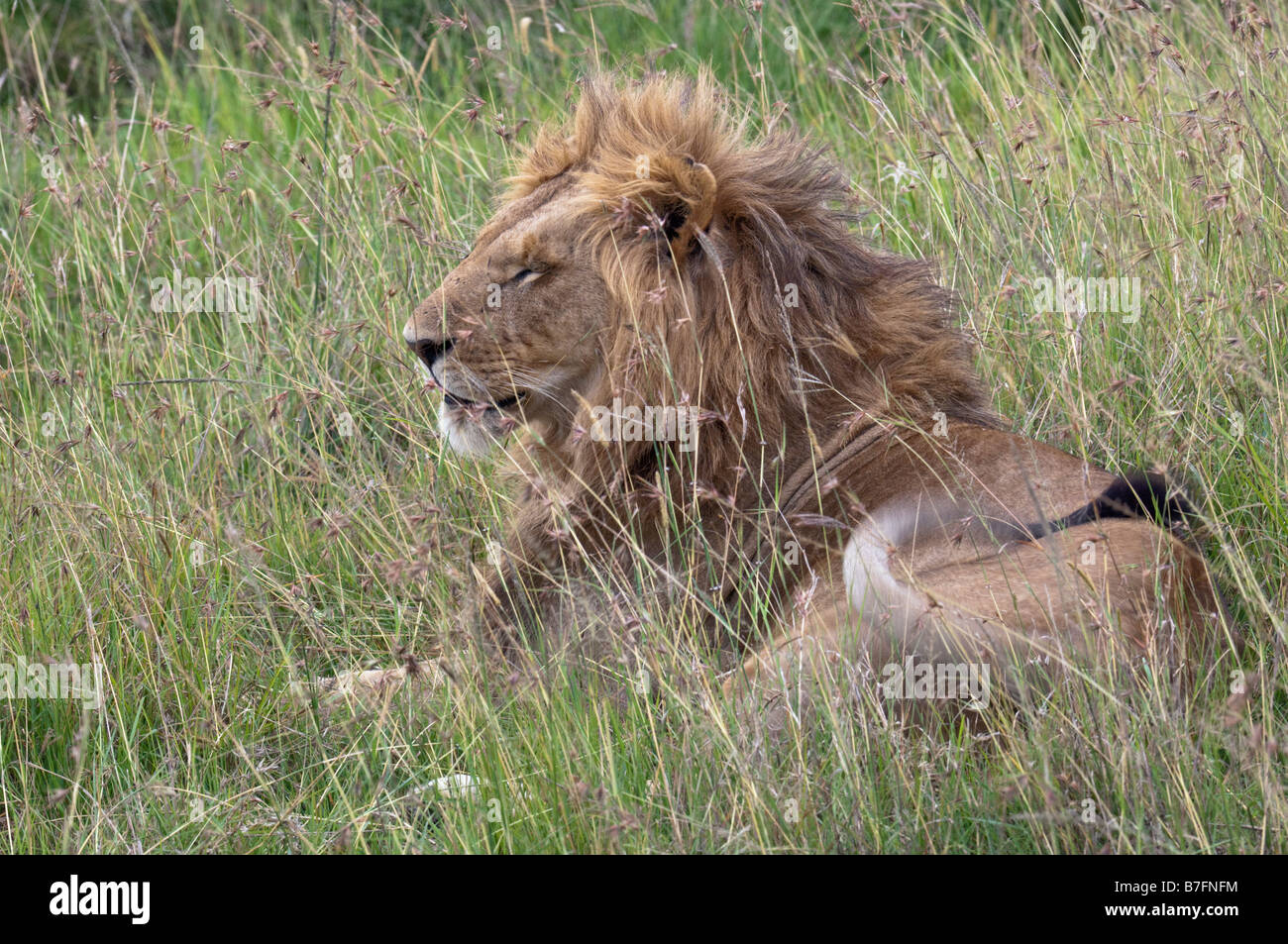 B7fnfm hi-res stock photography and images - Alamy