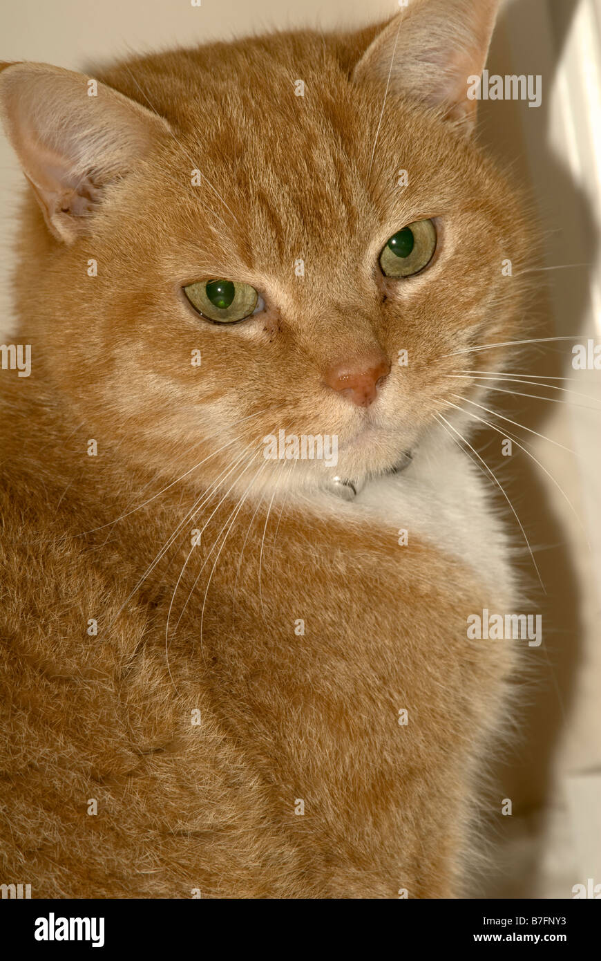 Ginger tom cat Stock Photo Alamy