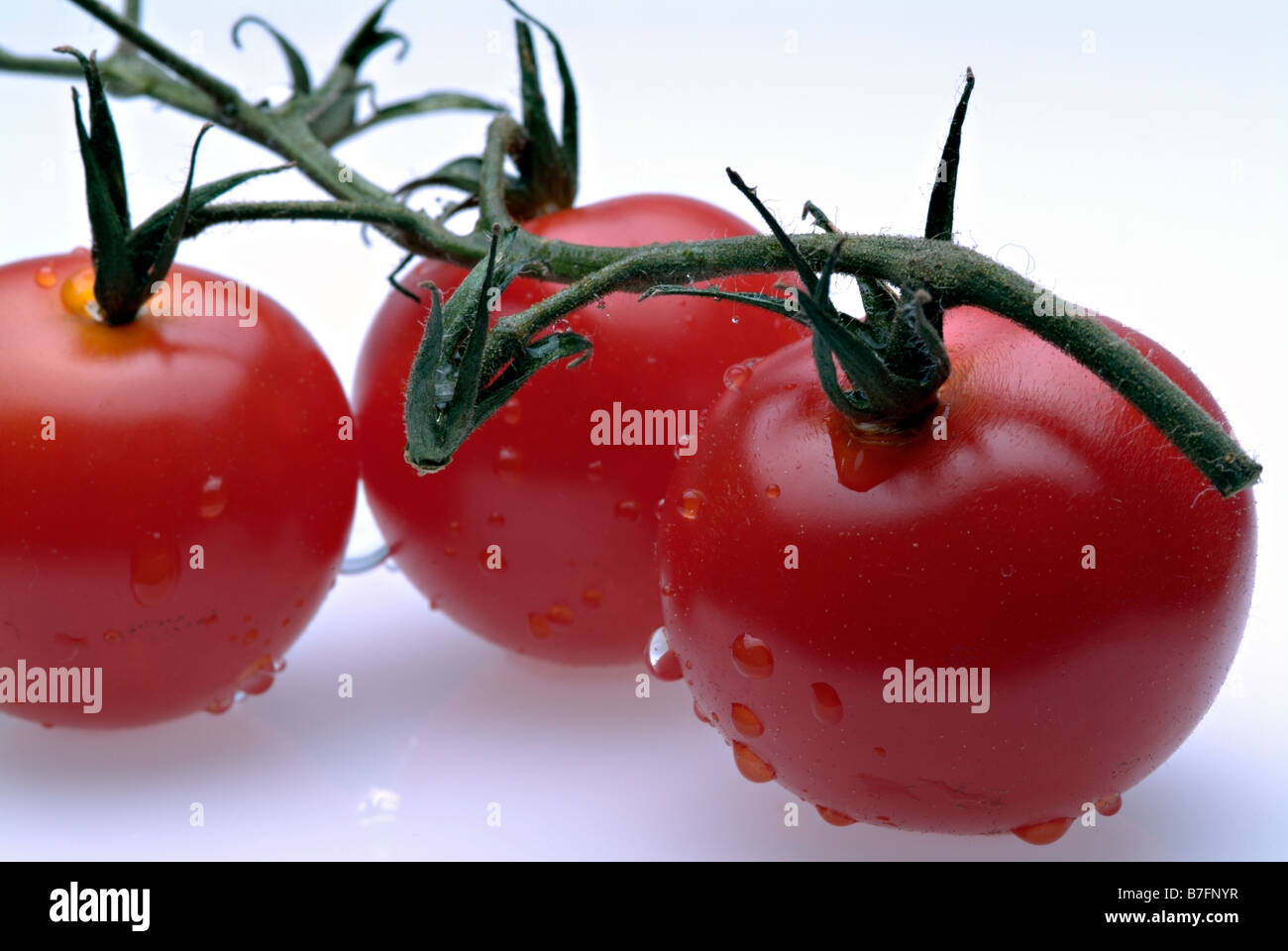 Tomatoes on the vine on a white background Stock Photo - Alamy