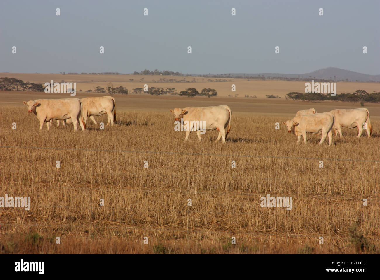 cattle grazing on the eyre peninsula Stock Photo