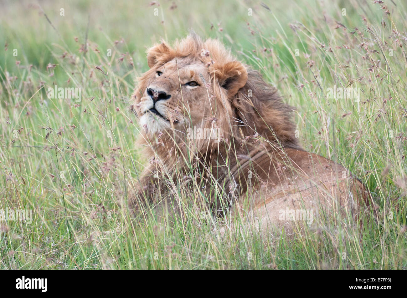 Mature male lion resting in long grass Stock Photo - Alamy