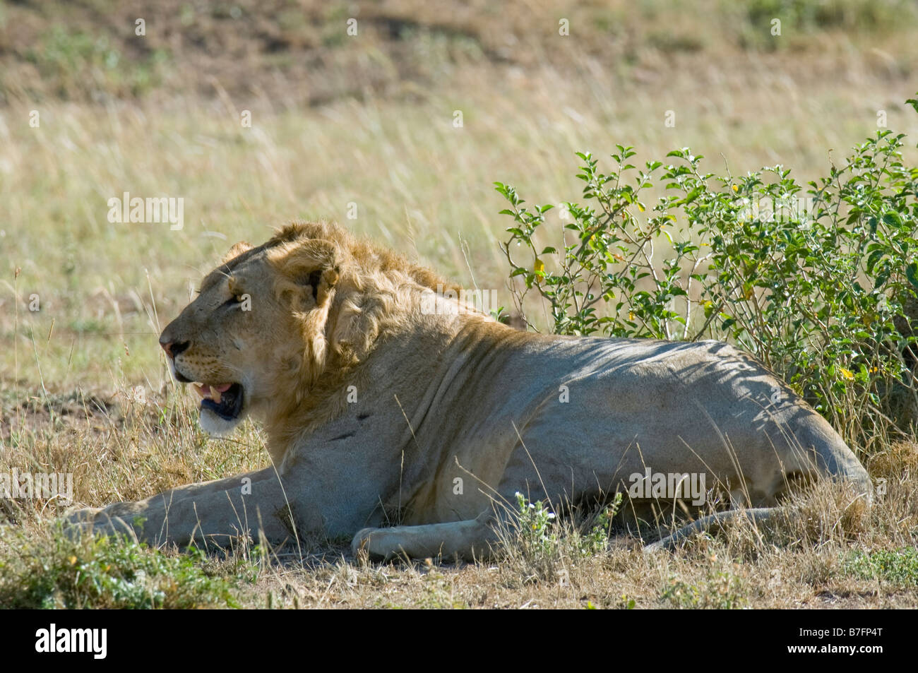 Young Male african lion lying in prairie and  looking ahead Stock Photo