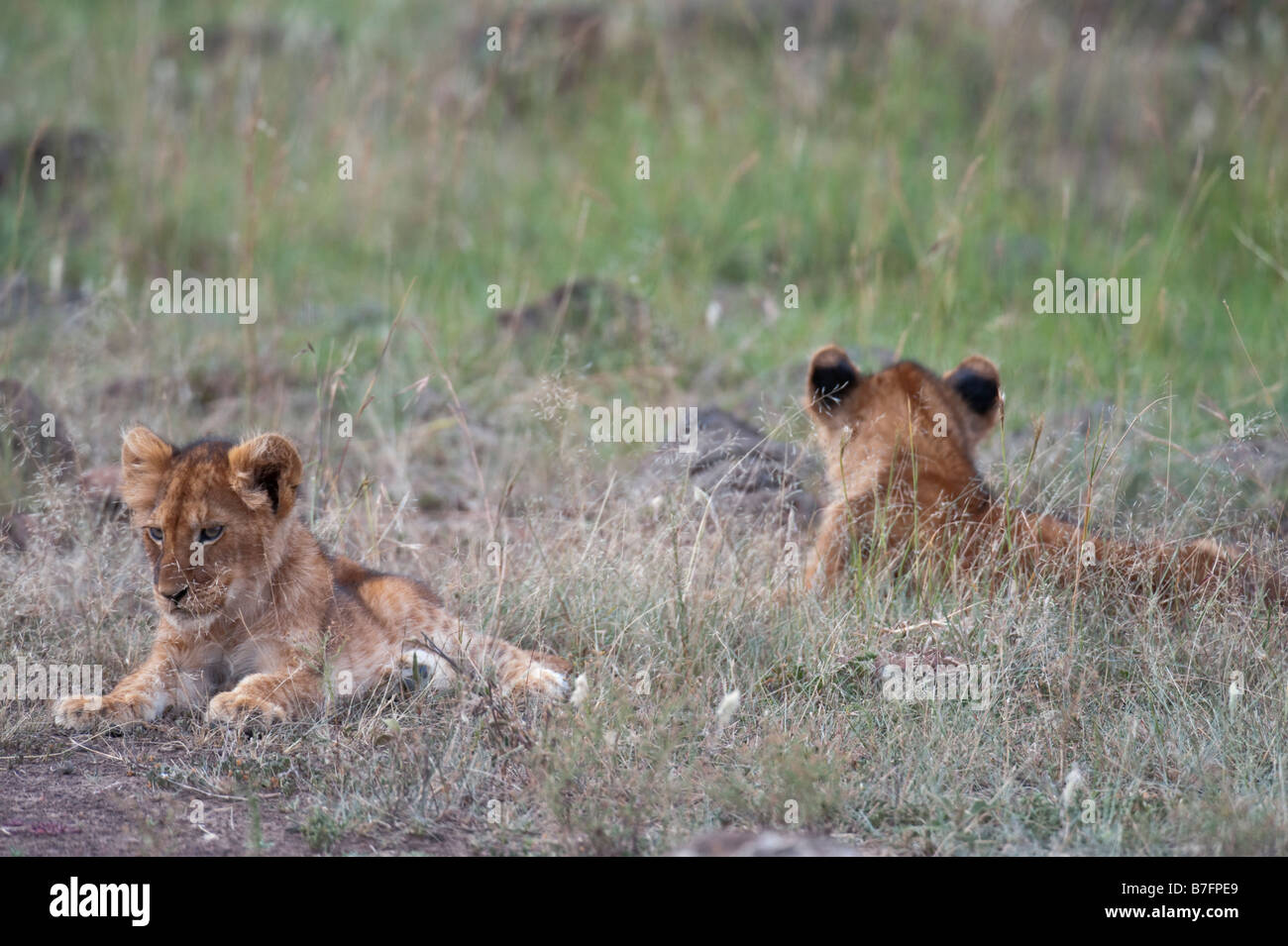 Pair of lion cubs looking in opposite directions Stock Photo