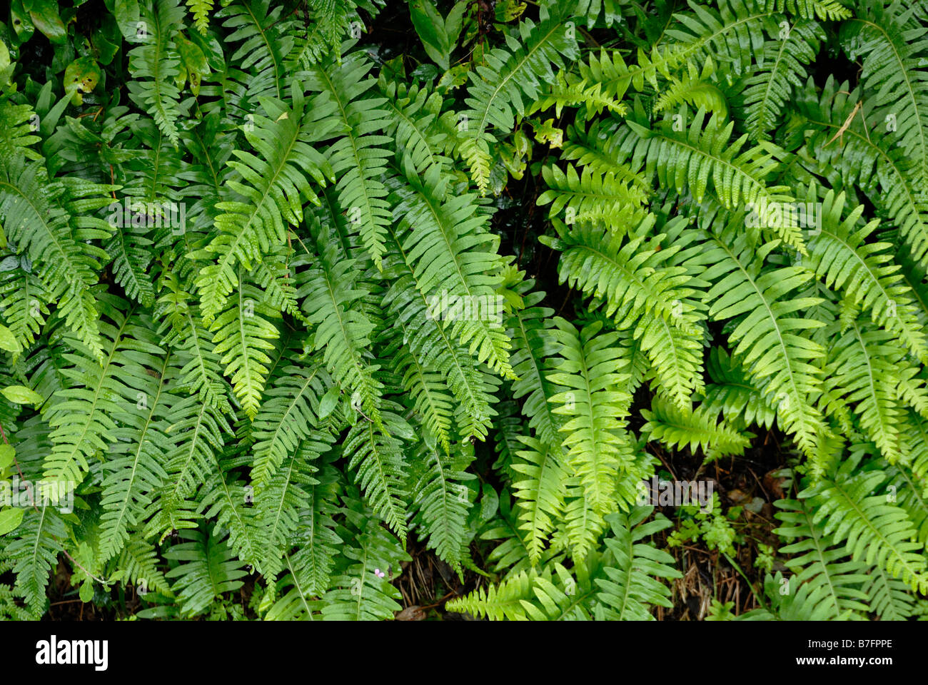 Polypodium vulgare Common Polypod, Wales, UK Stock Photo