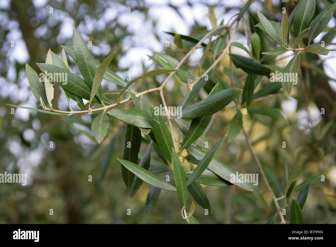 Olive Tree, Olea europaea, Oleaceae, Mediterranean Stock Photo