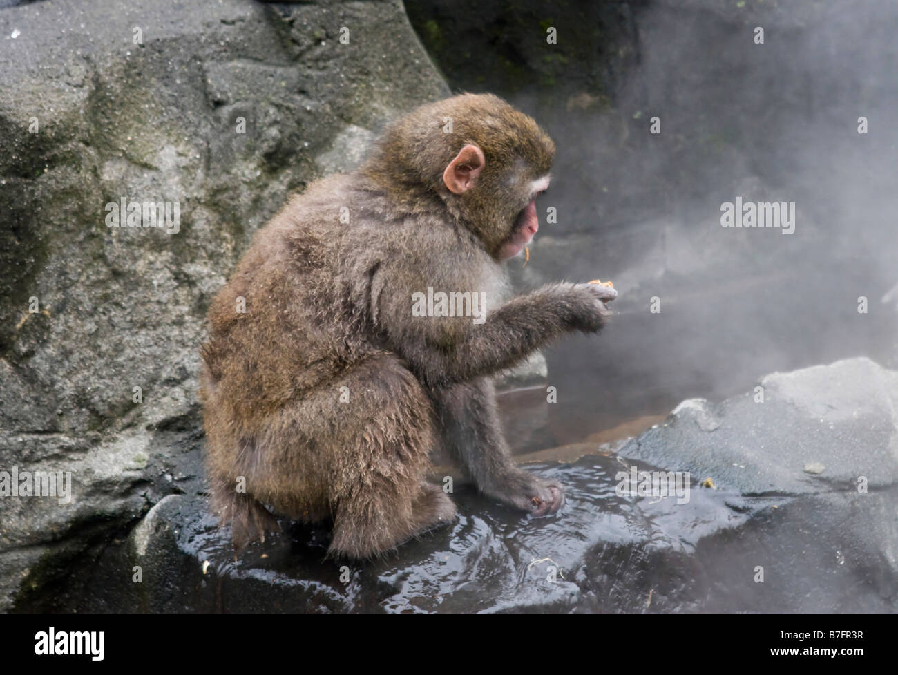 A snow monkey are seen in its enclosure at Central Park Zoo in New York Stock Photo