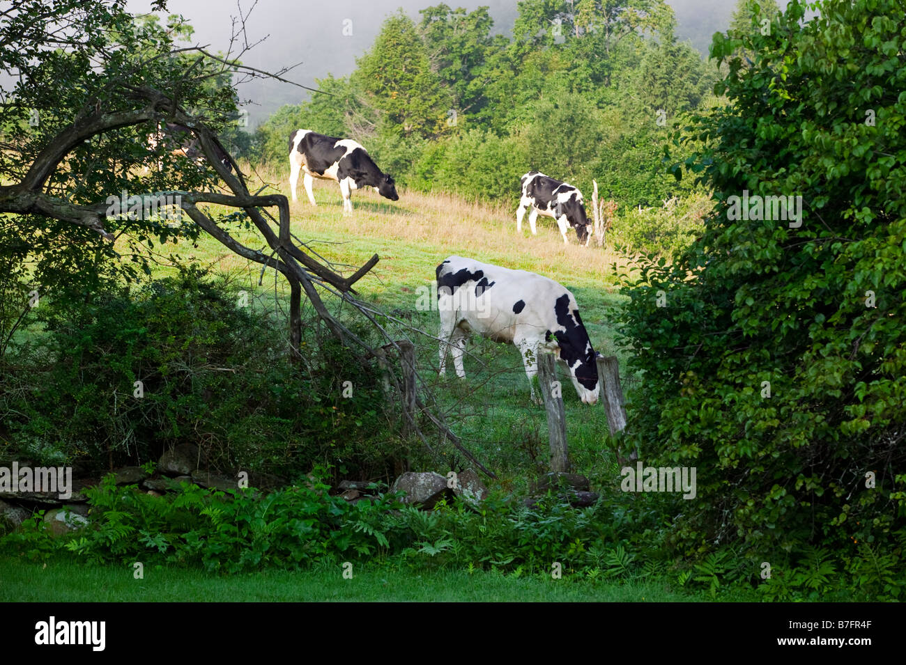 Holstein steer hires stock photography and images Alamy