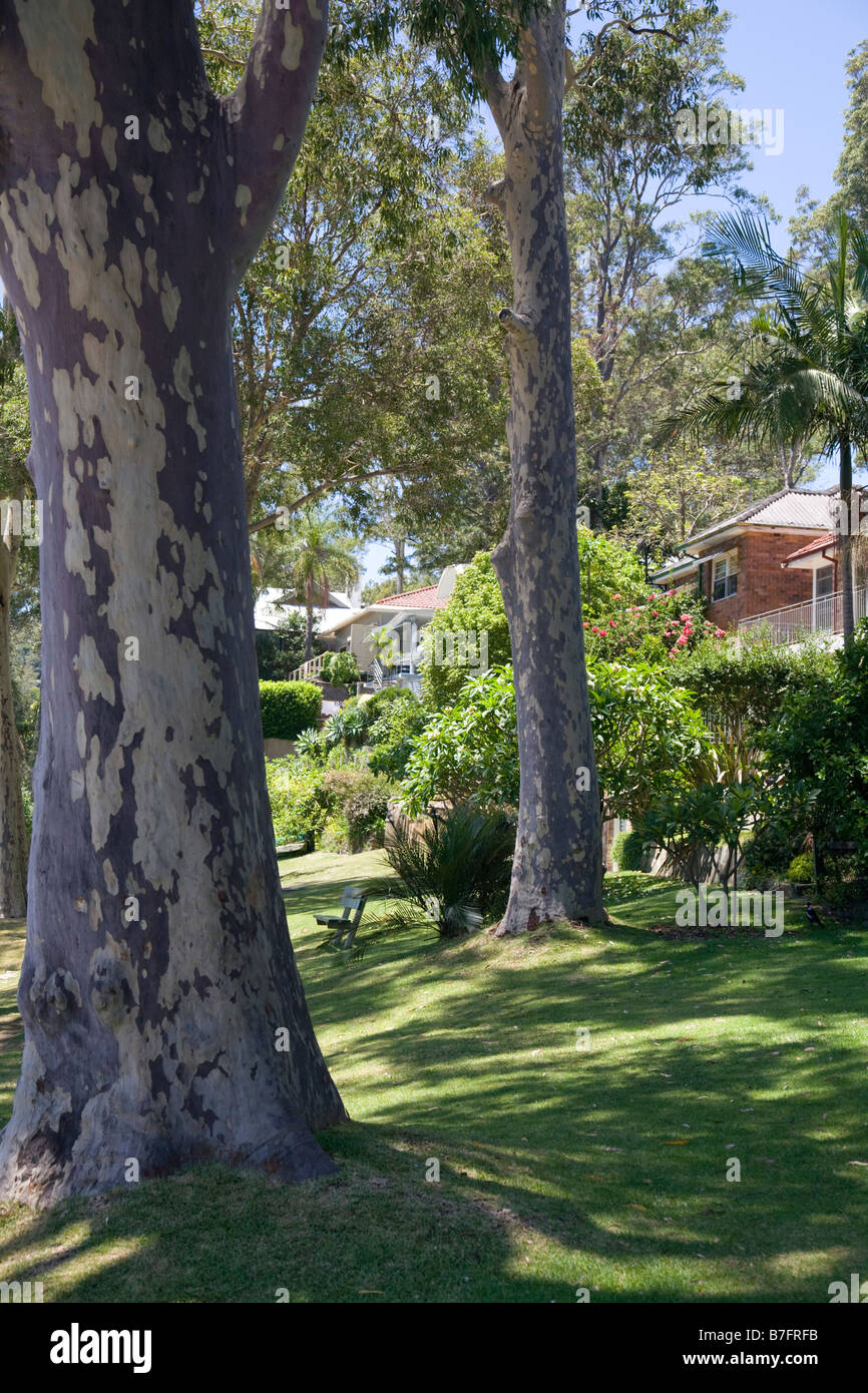 spotted gum trees, sydney,australia Stock Photo