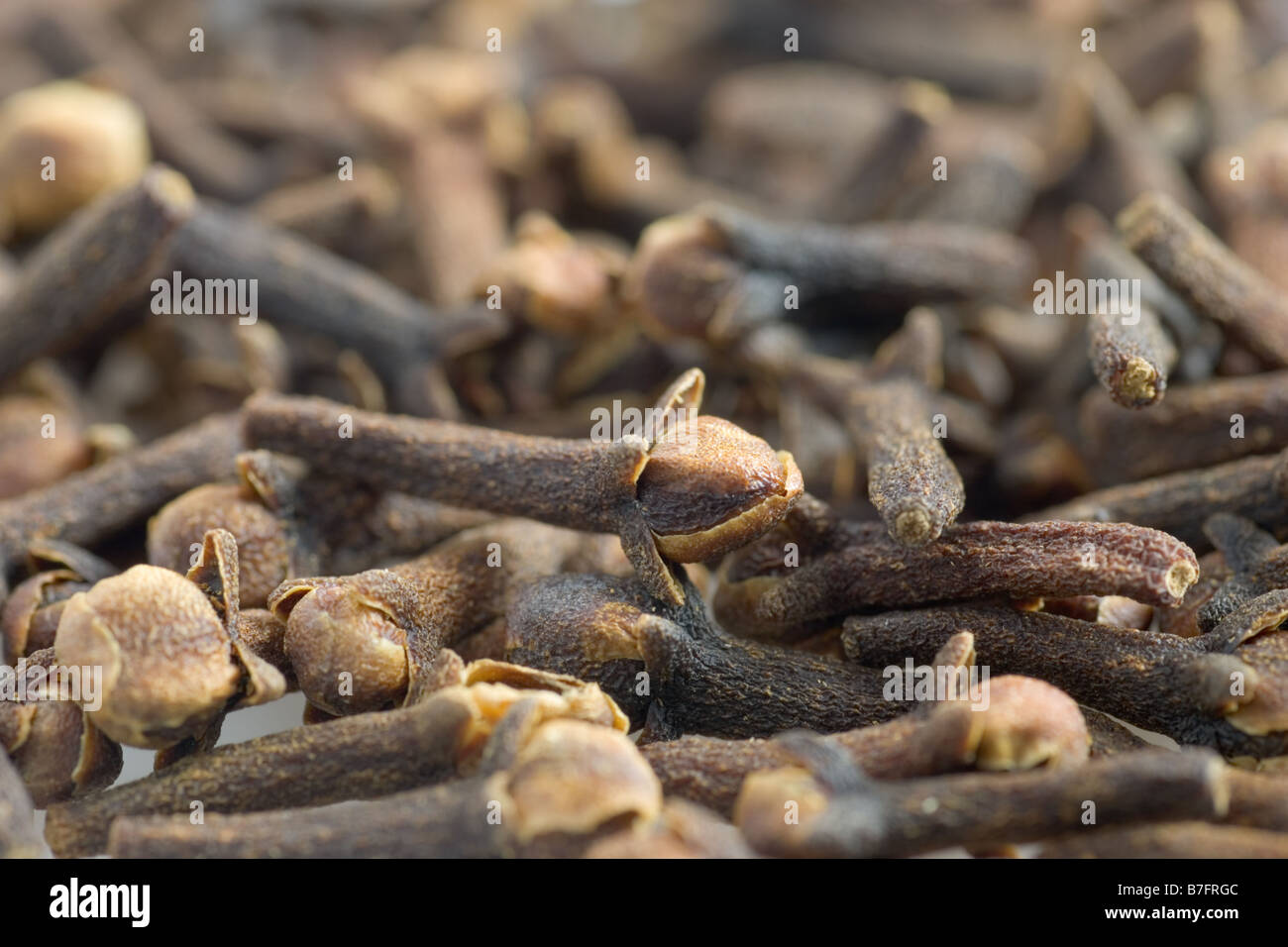 Cloves spices Stock Photo