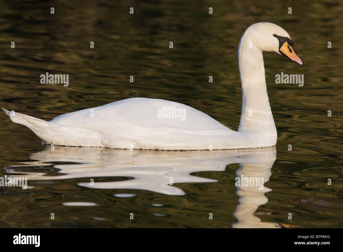 A Swan bathed in evening light Stock Photo