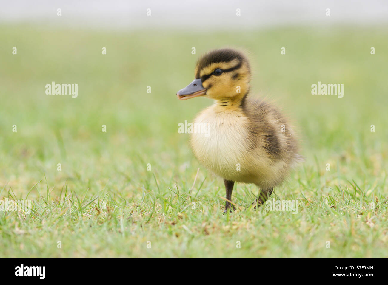 Mallard Duckling Stock Photo