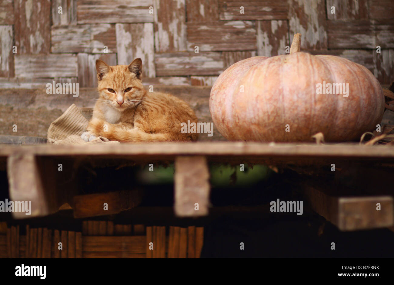 Tabby orange cat sitting next to pumpkin Stock Photo - Alamy
