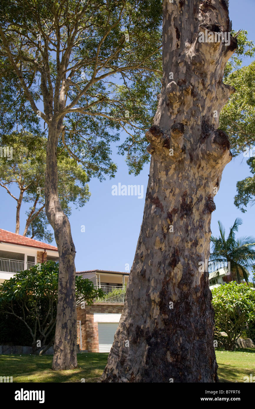 spotted gum tree at taylors point,clareville,pittwater,sydney,australia Stock Photo