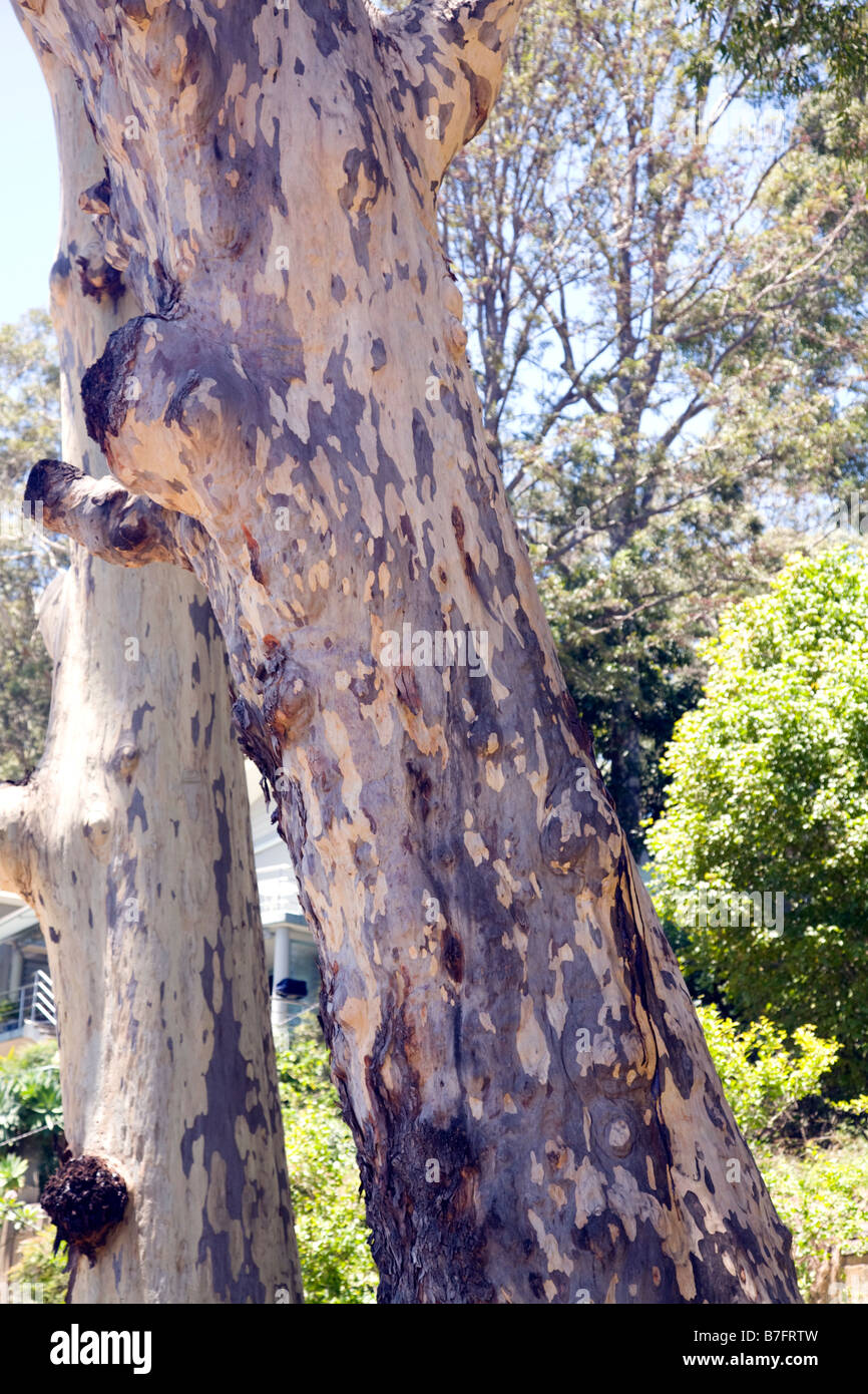 spotted gum tree Stock Photo